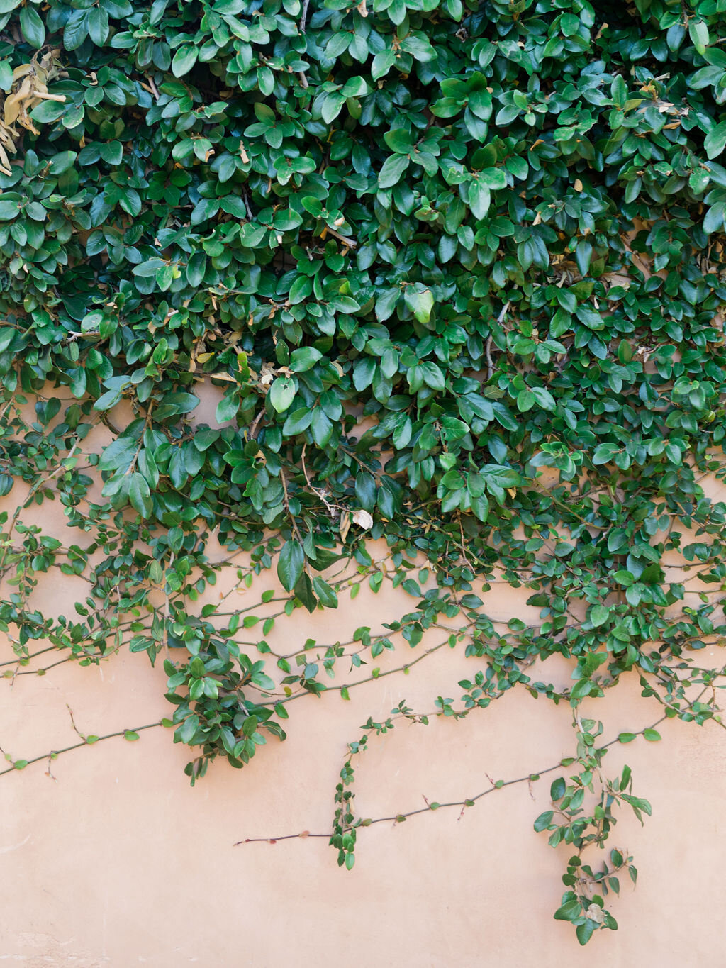 Ivy on walls at Rancho Valencia in San Diego