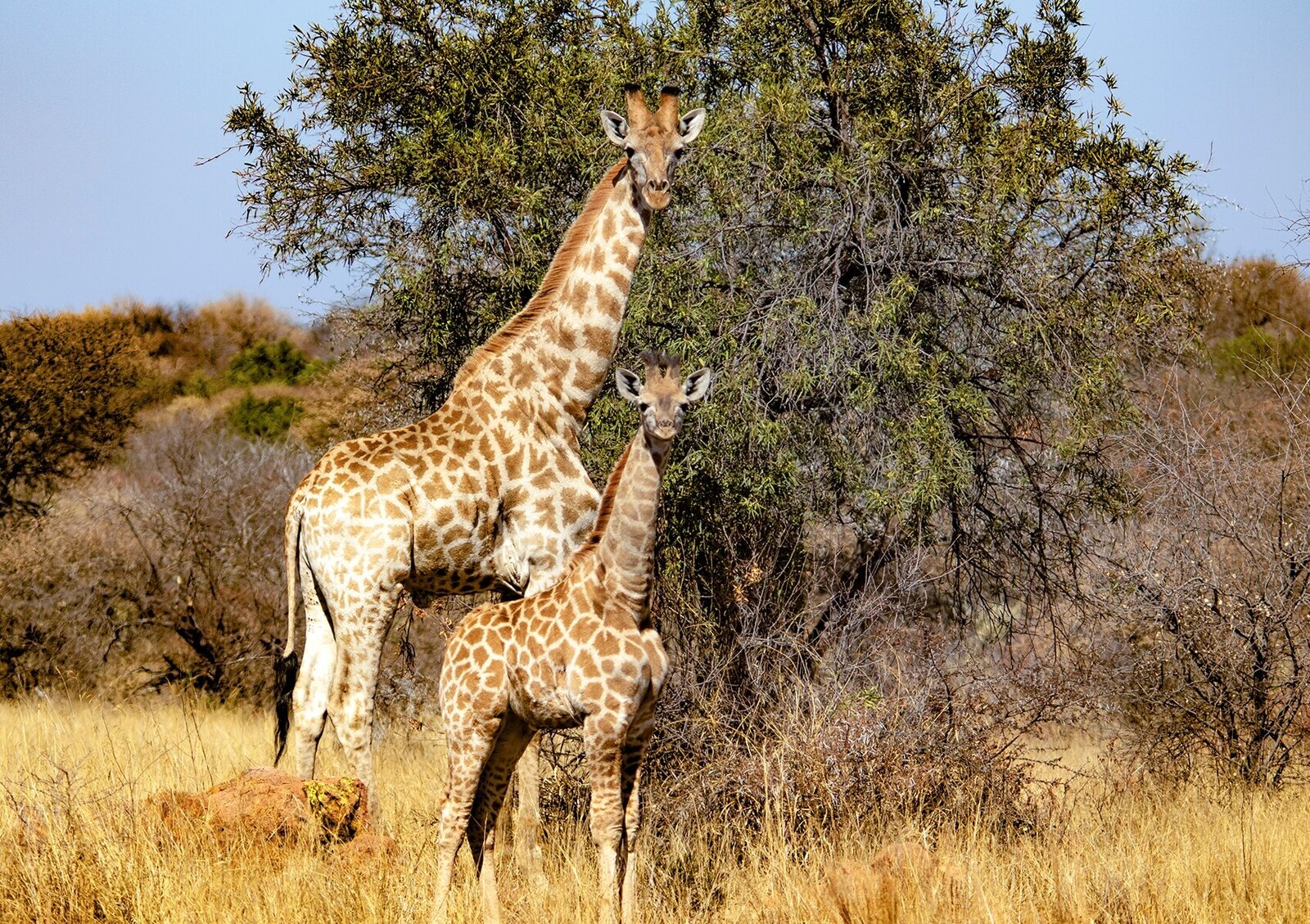 Reis-met-kinderen-malariavrije-safari