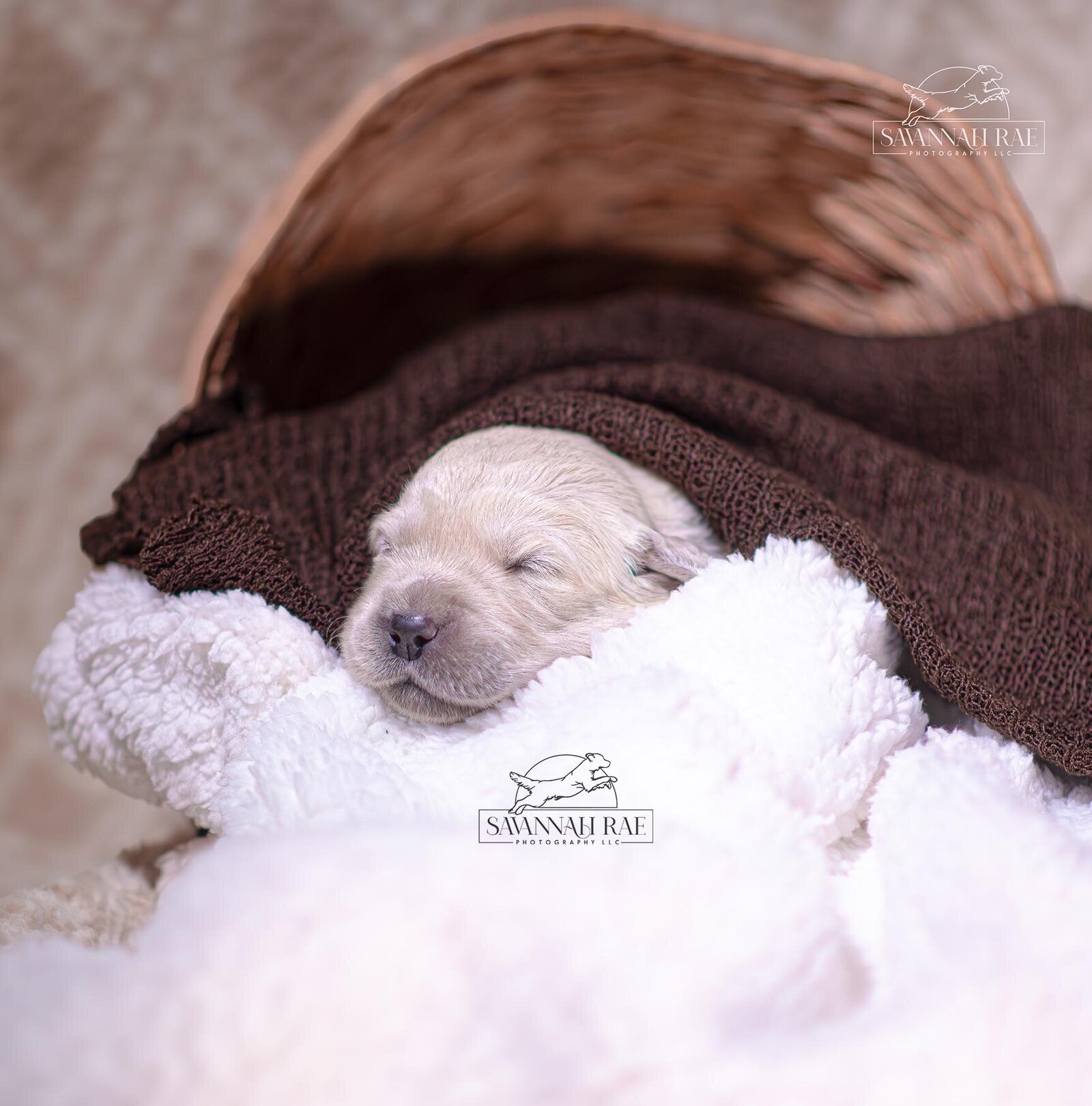 Puppy 2 week-8 copy