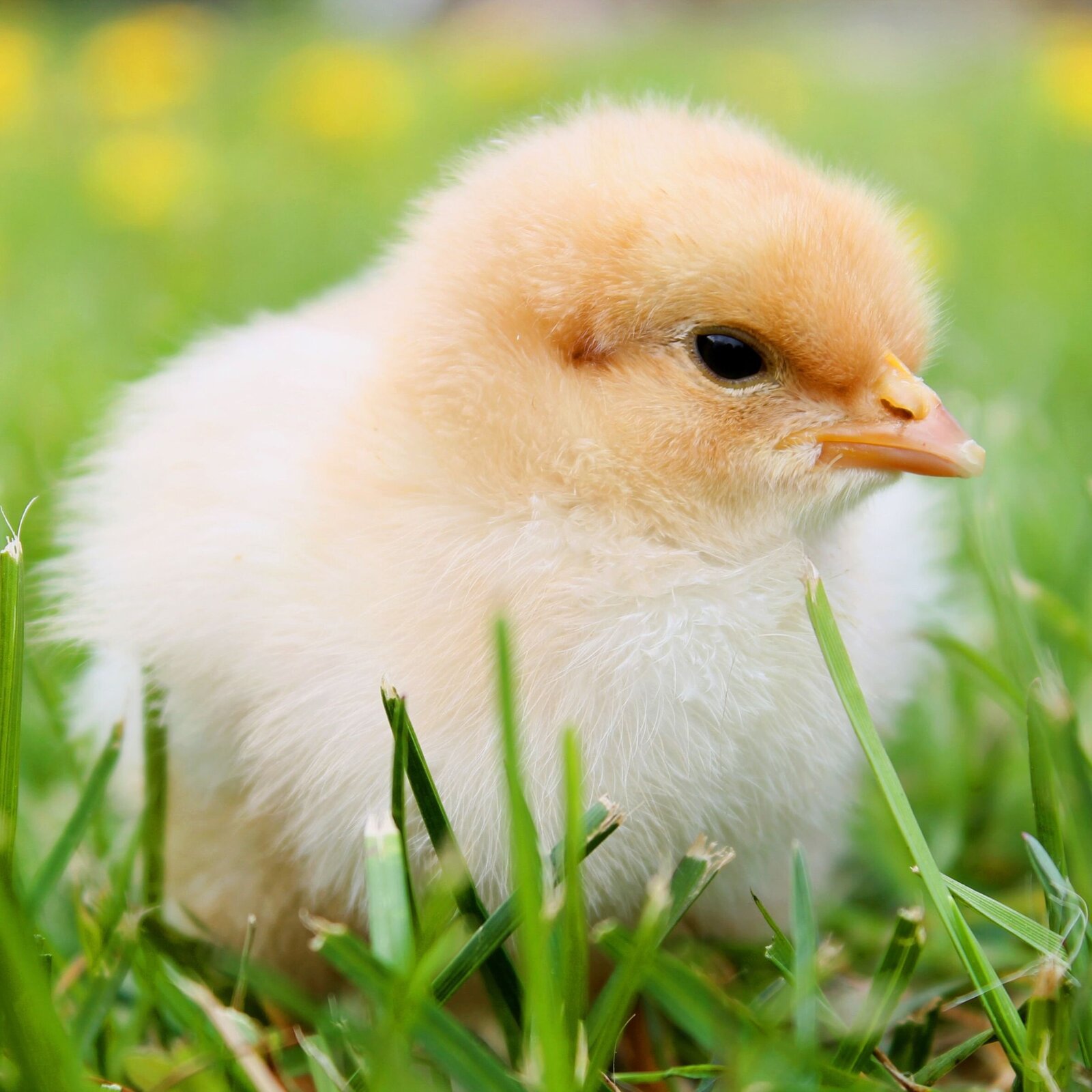 chick in grass