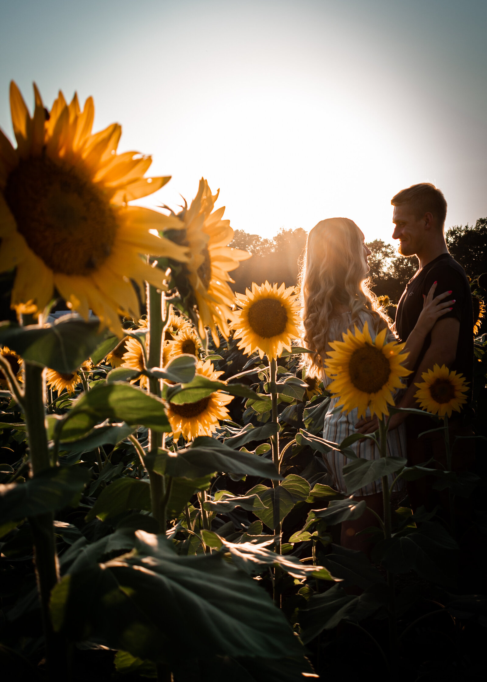 couples portraits in sunflower field 1