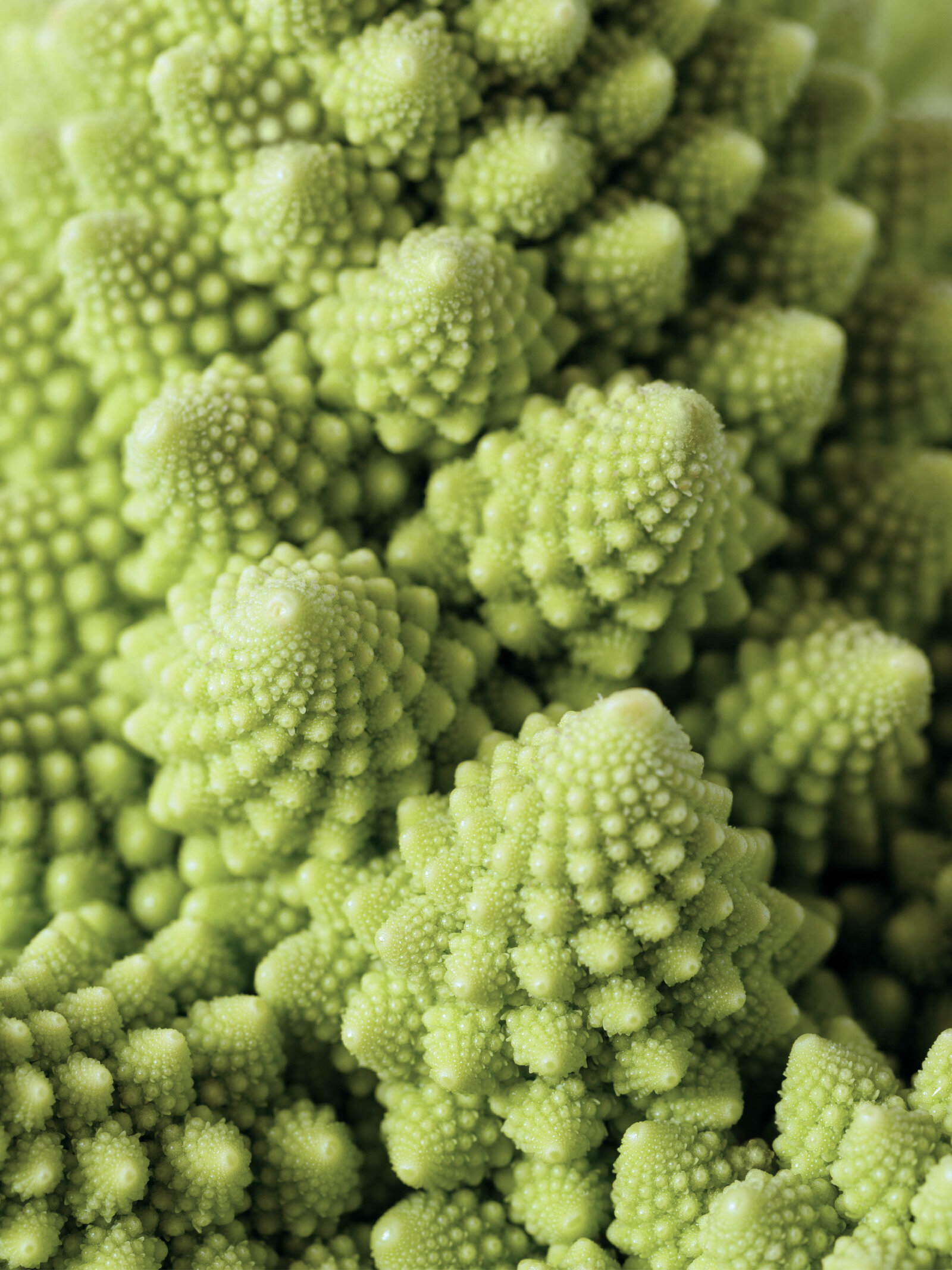 3-green leaf-3 (1)
