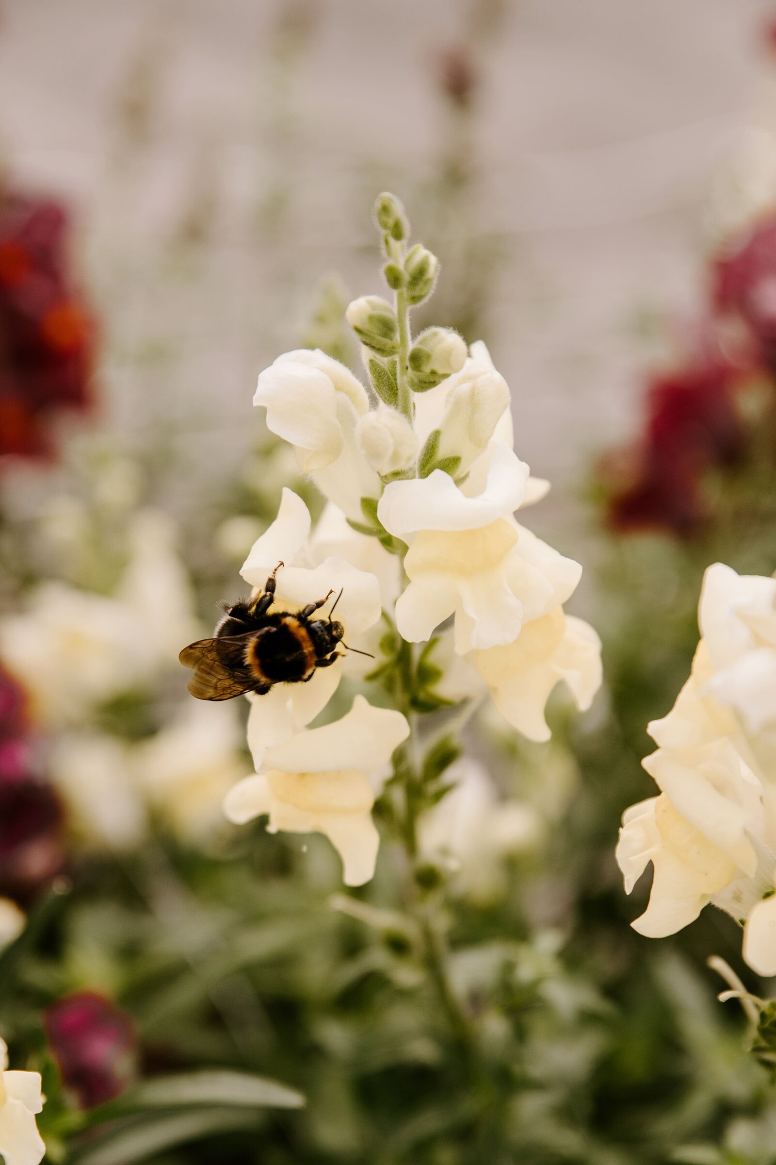 classesflorale_worshop_fermeflorale_12