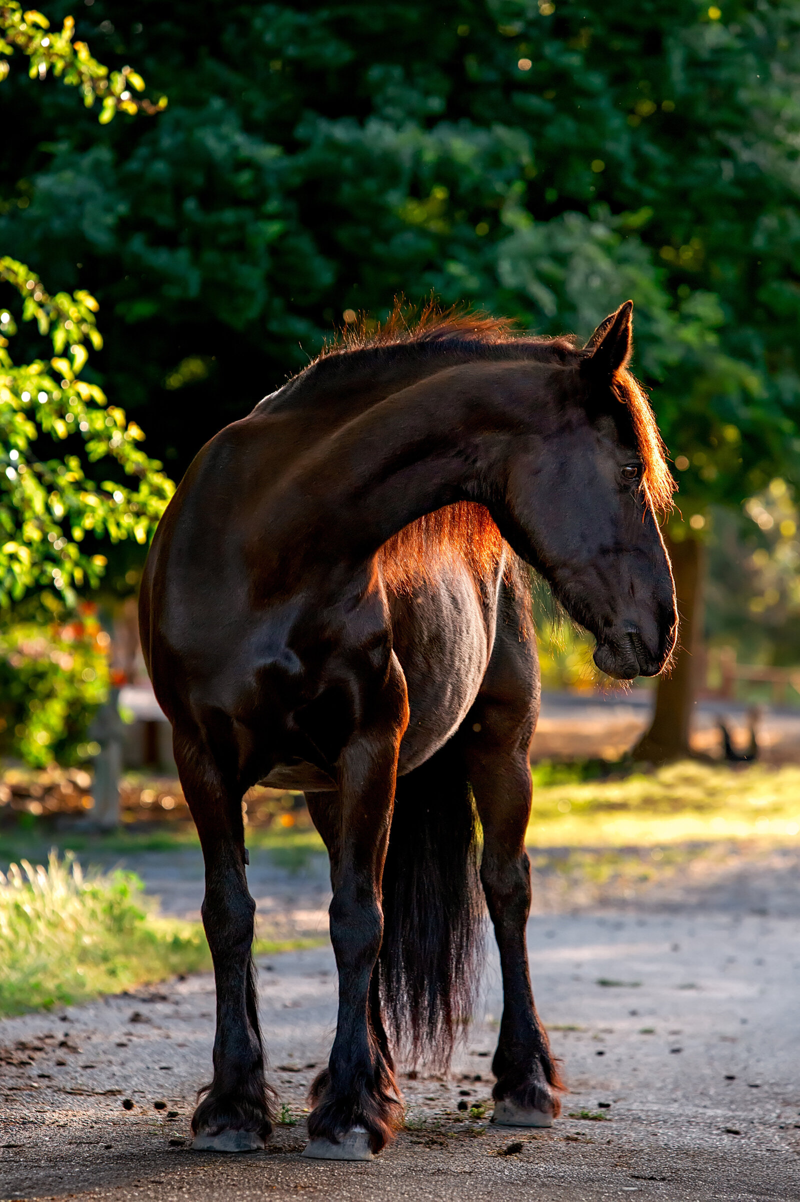 Northern California Equine Portraits