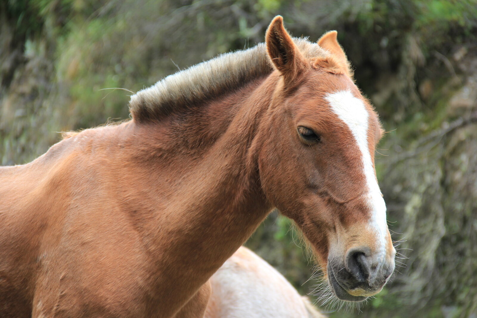 Horse - Peru 