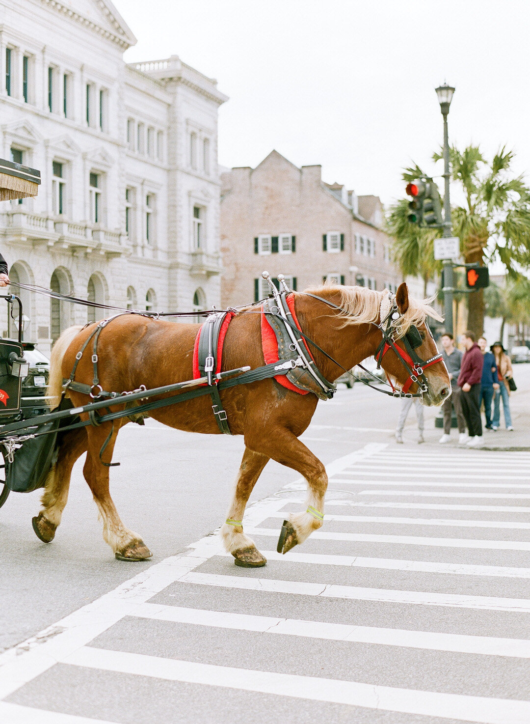 Horse Drawn Carriage in Downtown Charleston