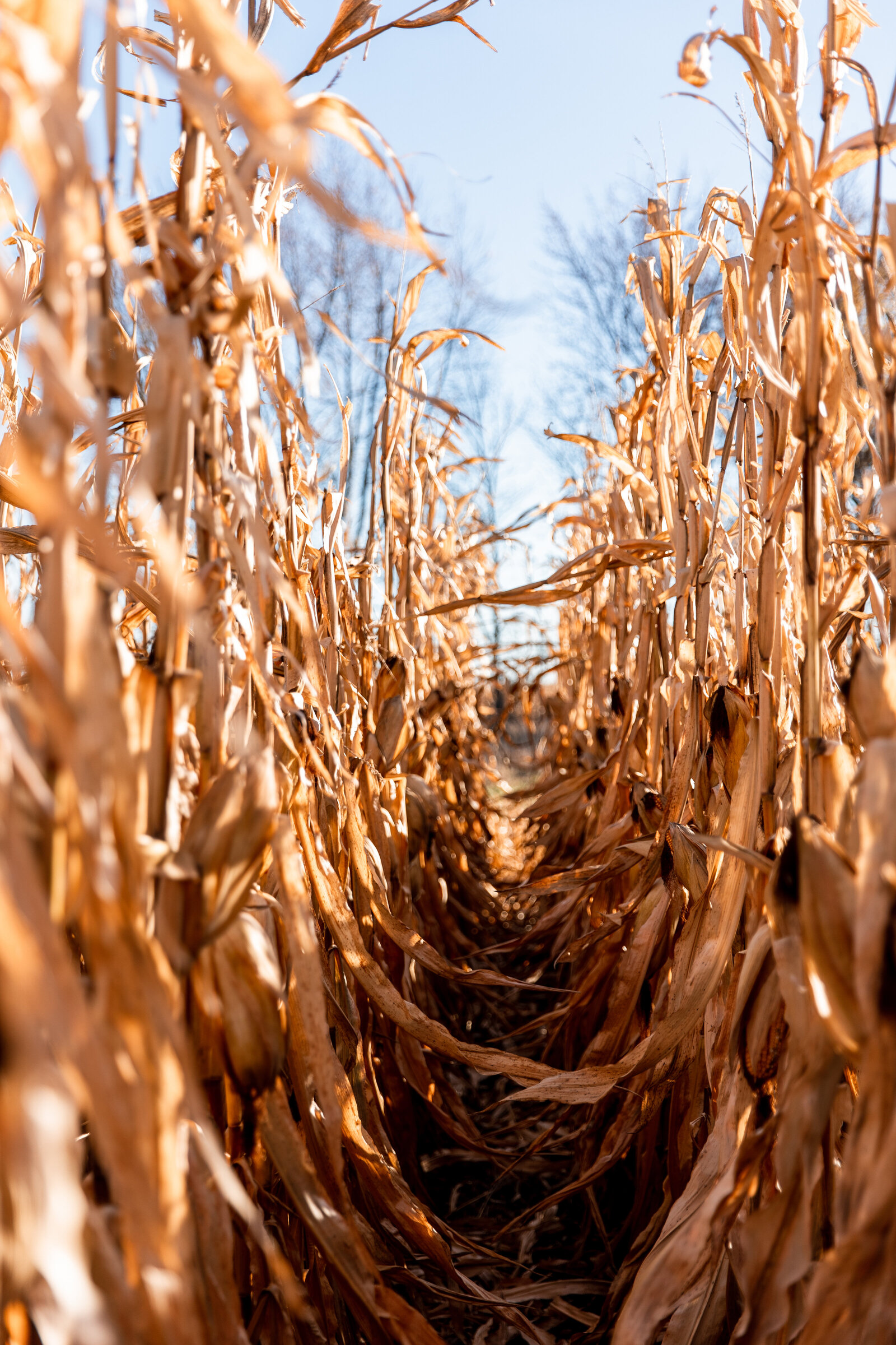 Farm-14