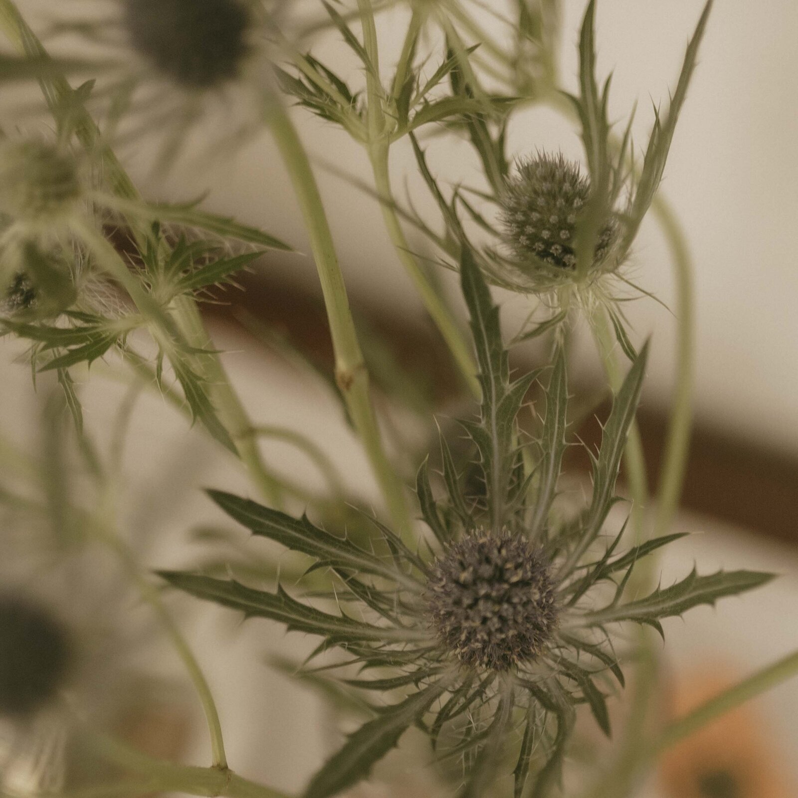 Thistles