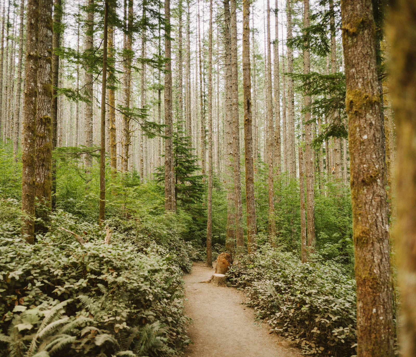 athena-and-camron-seattle-elopement-wedding-benj-haisch-rattlesnake-lake-christian-couple-goals26