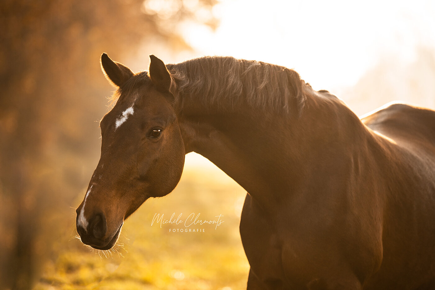 DSC_1351-paardenfotografie-michèle clermonts fotografie-low