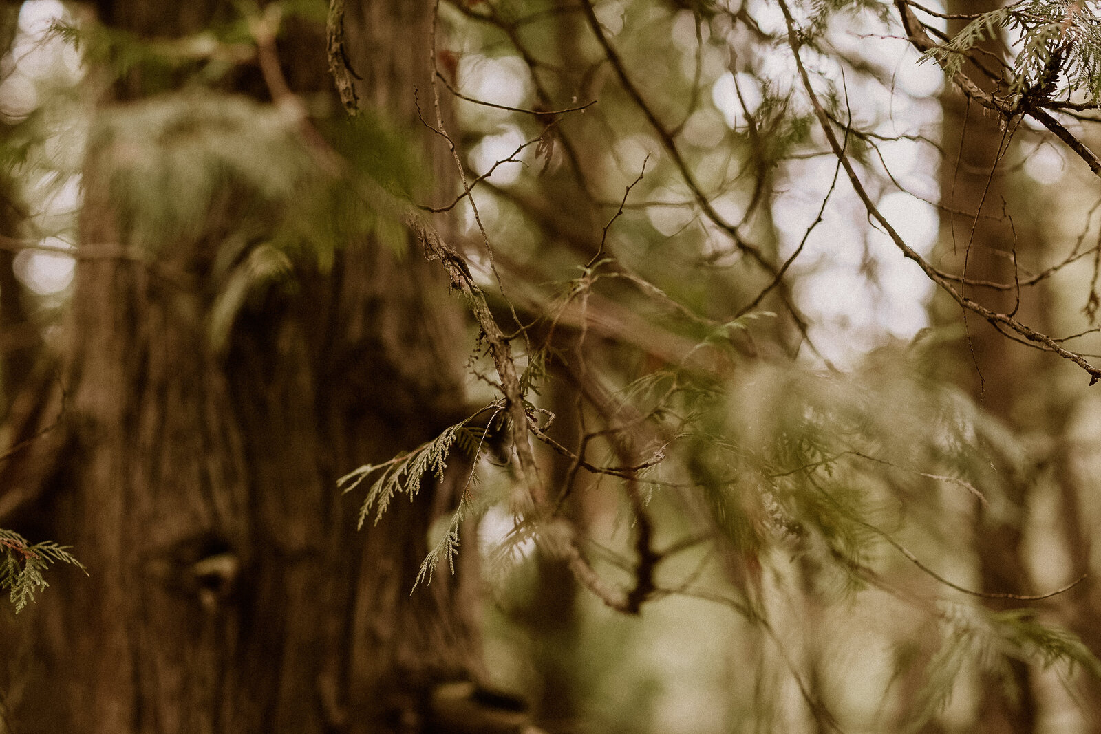 cedar tree