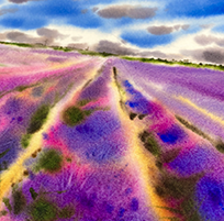lavender-fields-watercolour-art