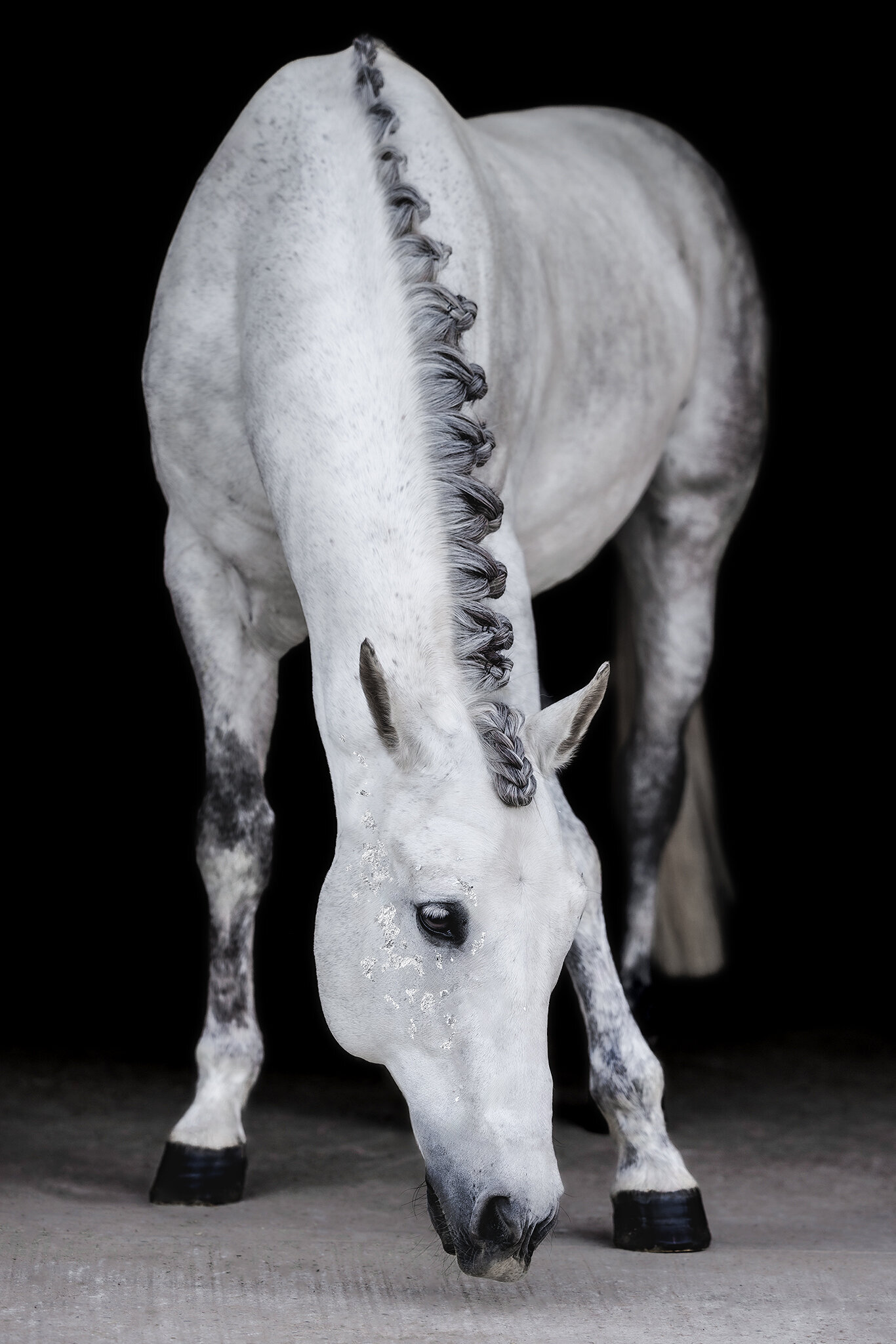grey-black-background-equine-session