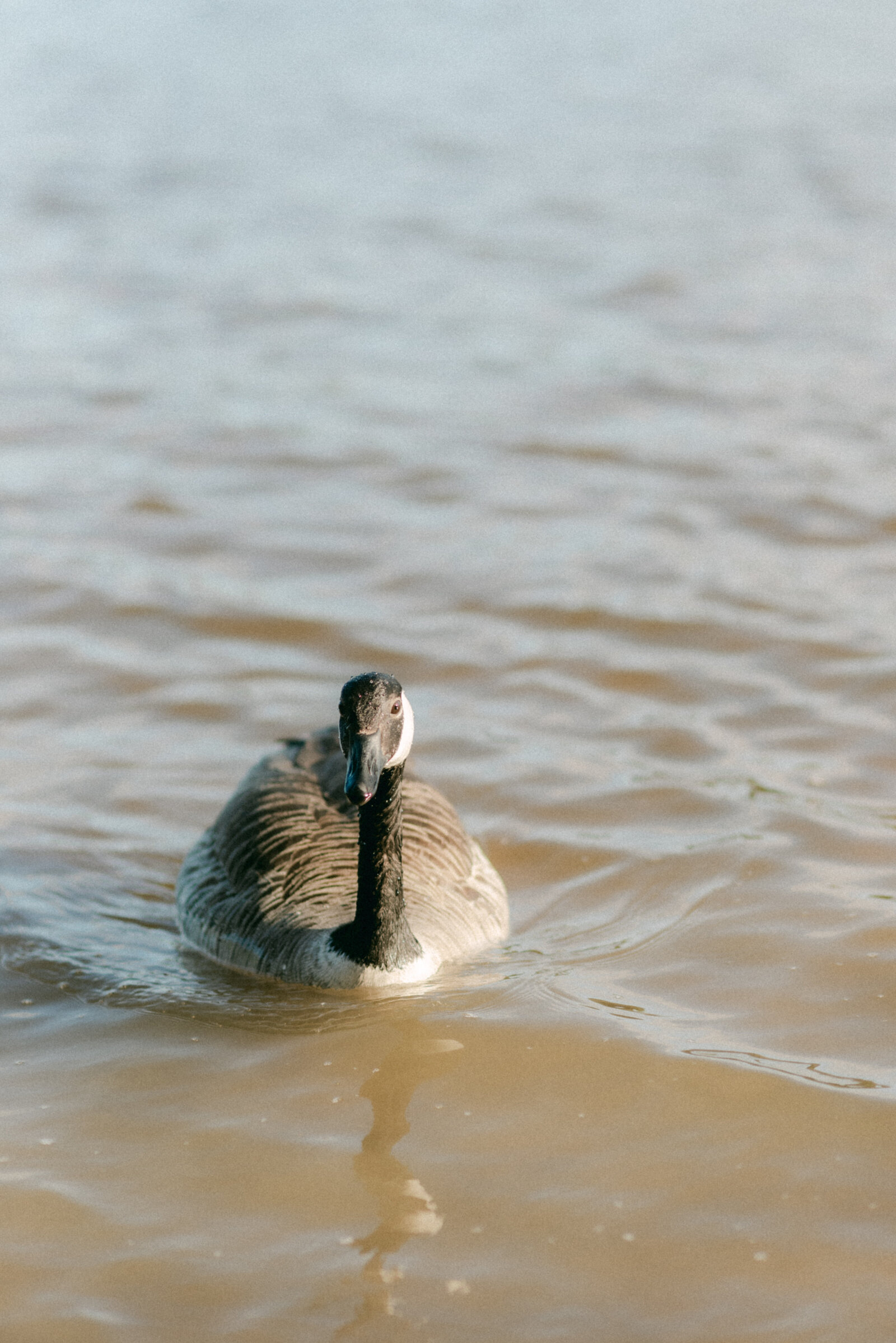 Canadian goose on a couple photography session with photographer Hannika Gabrielsson