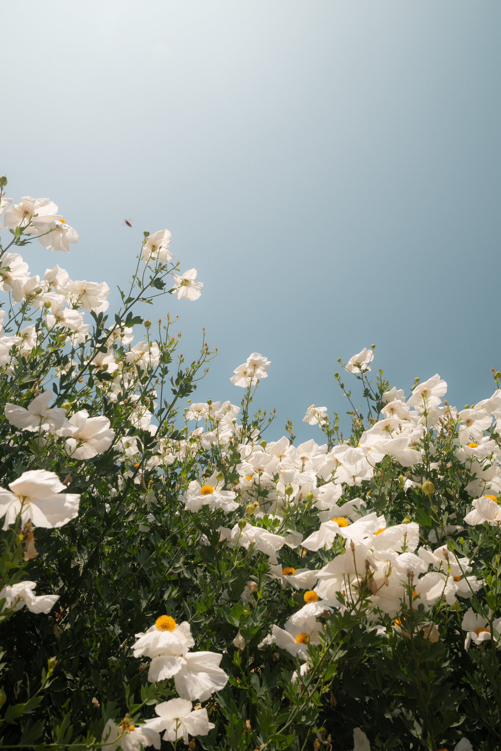 White flowers against a blue sky