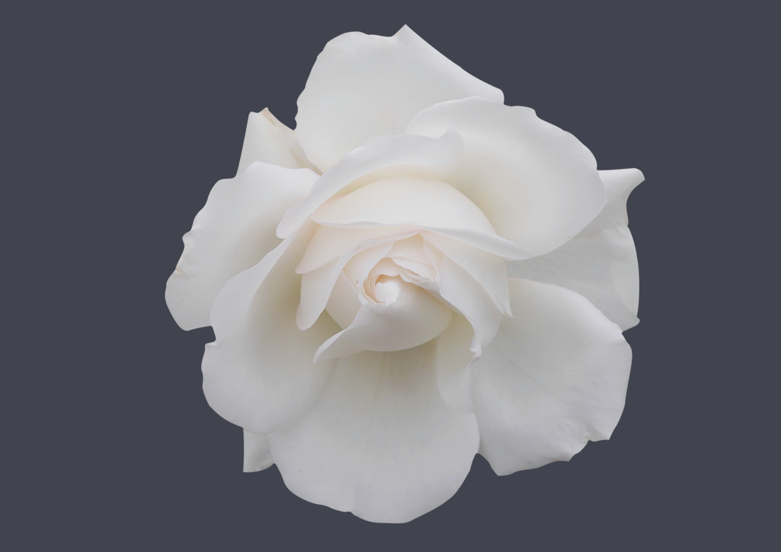 Rose 2