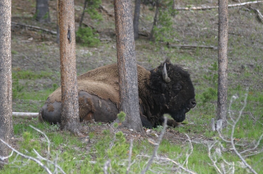 Bison - USA 