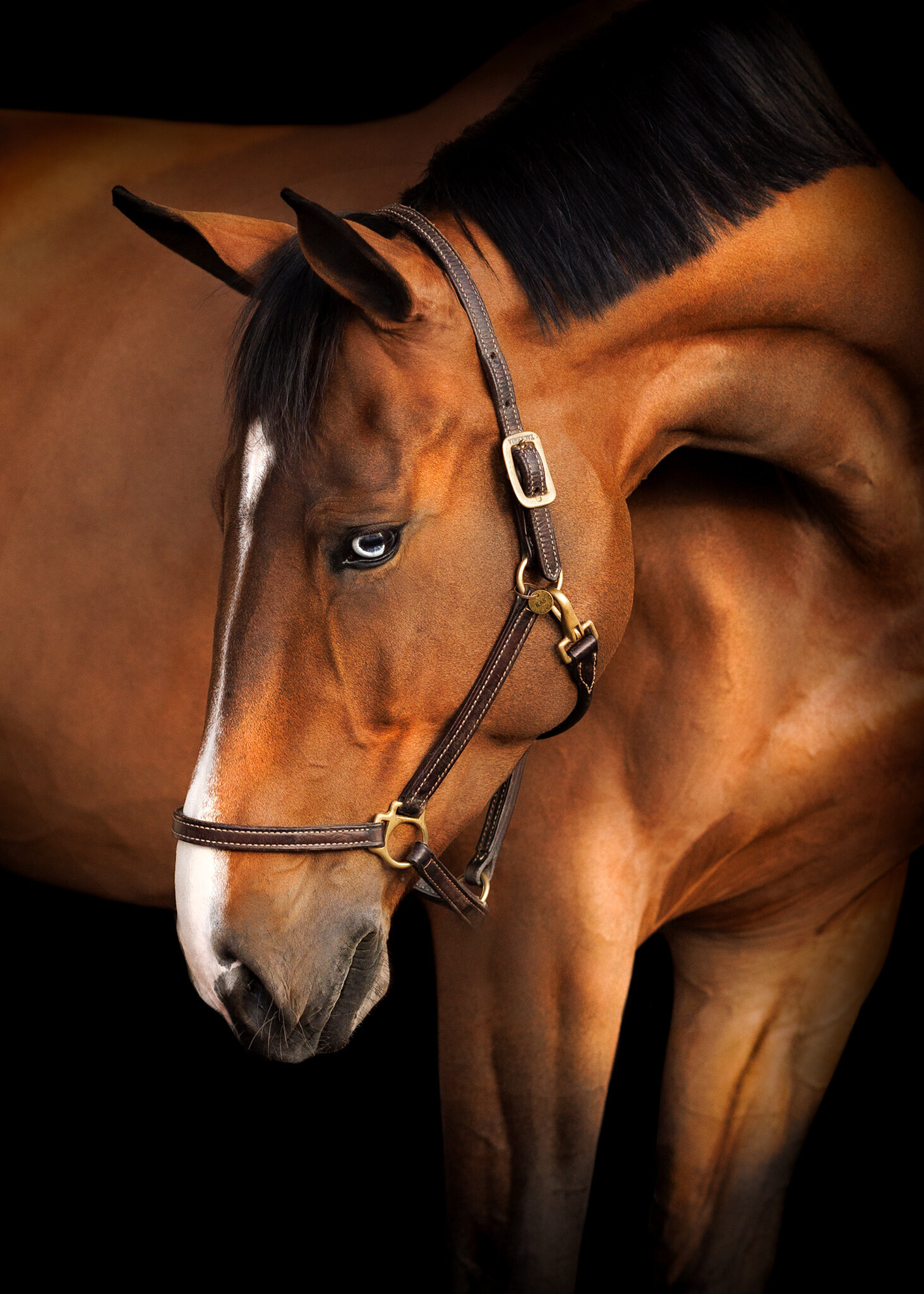 warmblood-florida-black-background