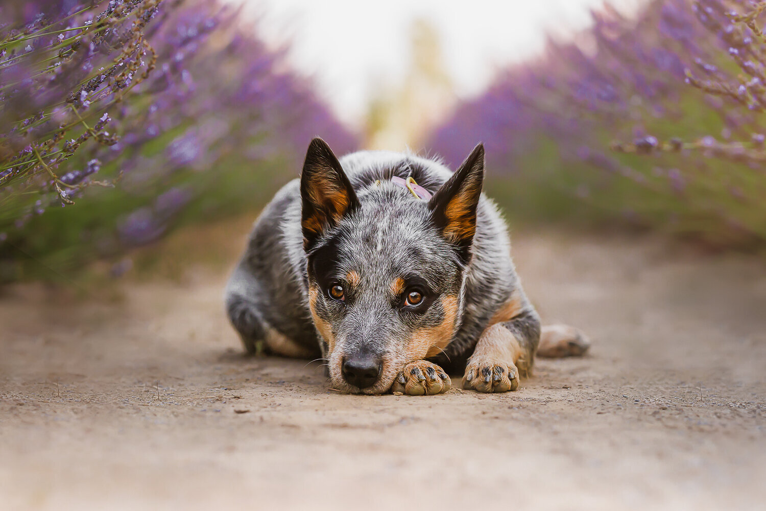 canine_hounds_dog_portraits_sessions_puppy  (23)