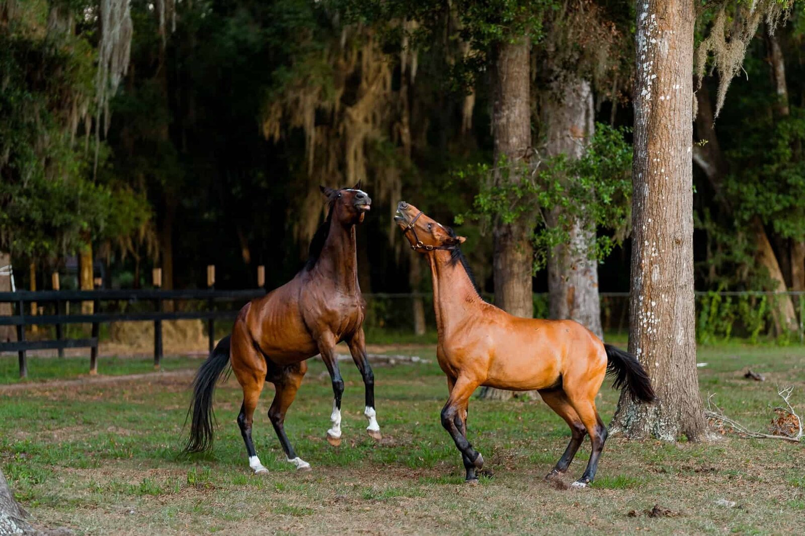 Equine Photographer in Ocala FL