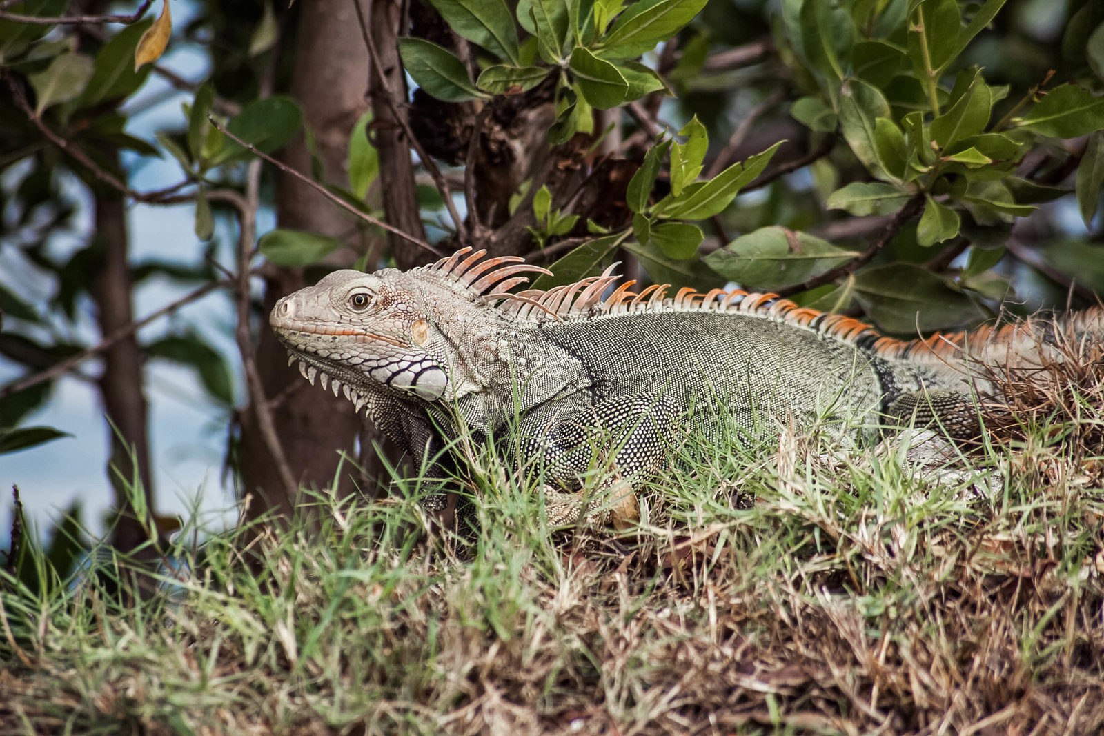 wild-iguana-travel-aruba-kate-timbers-photography-838