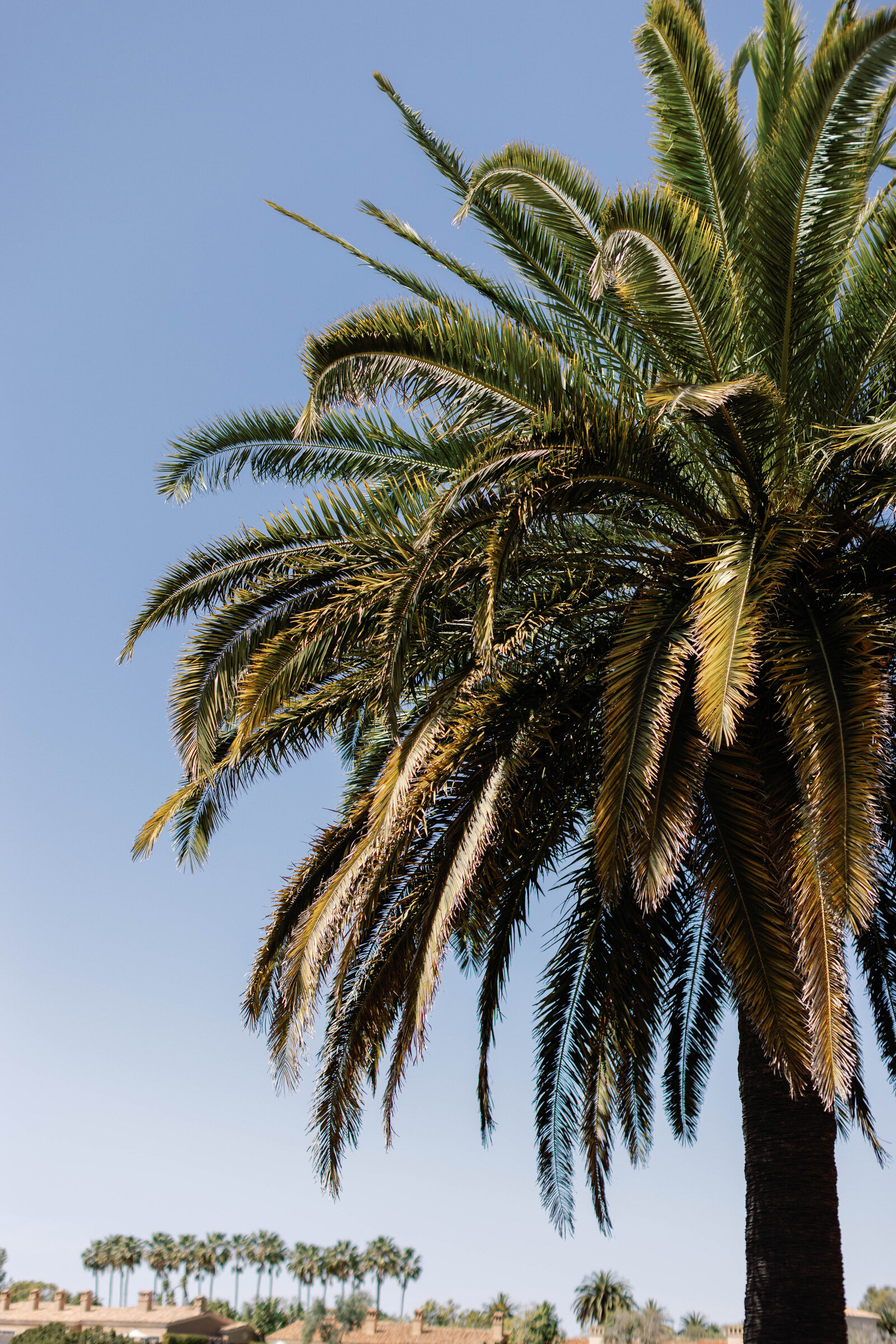Pelican-Hill-Baby-Shower-Sarah-Block-Photography-107