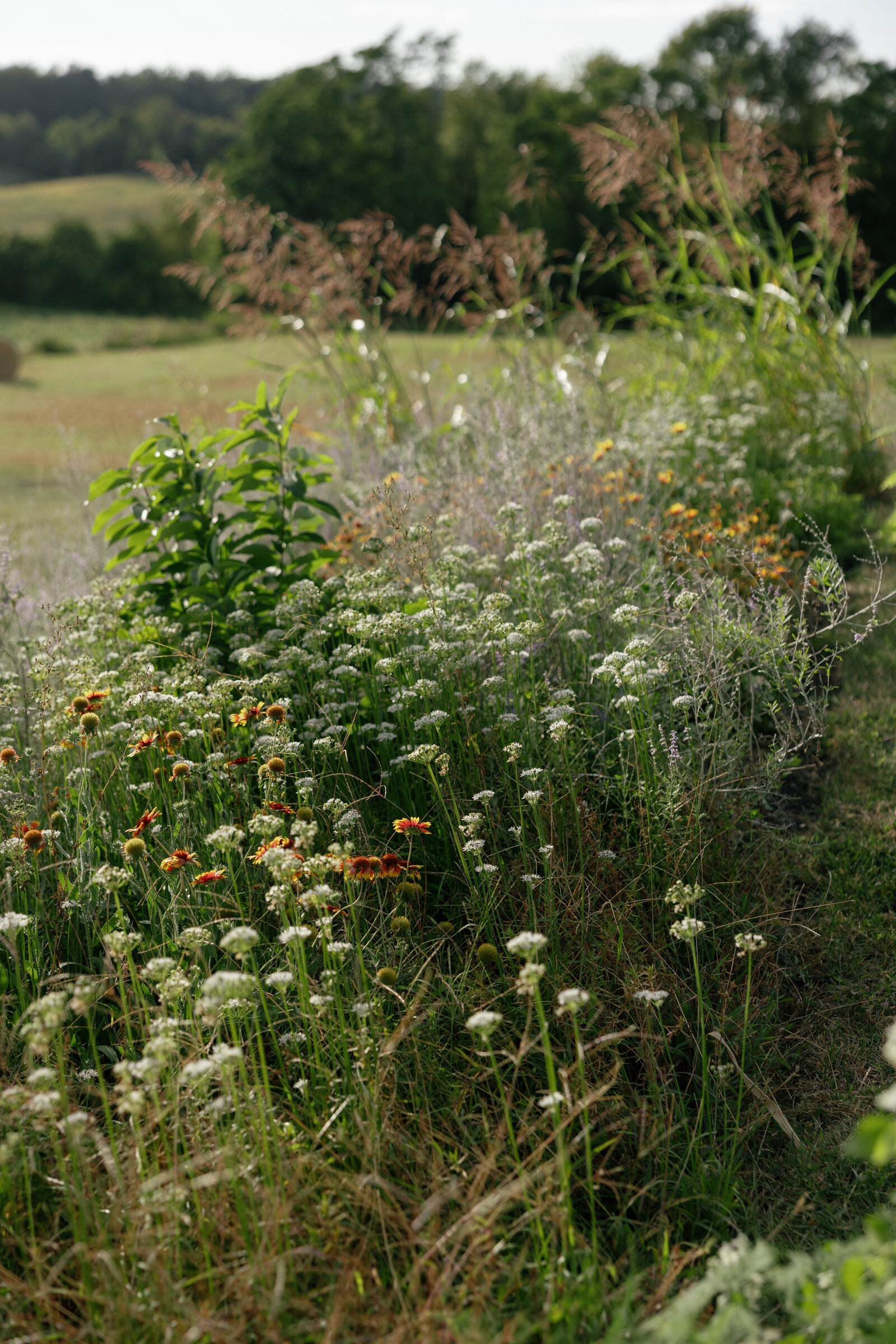 KIERRAFISKEPHOTO-PEARL&POPPY-59