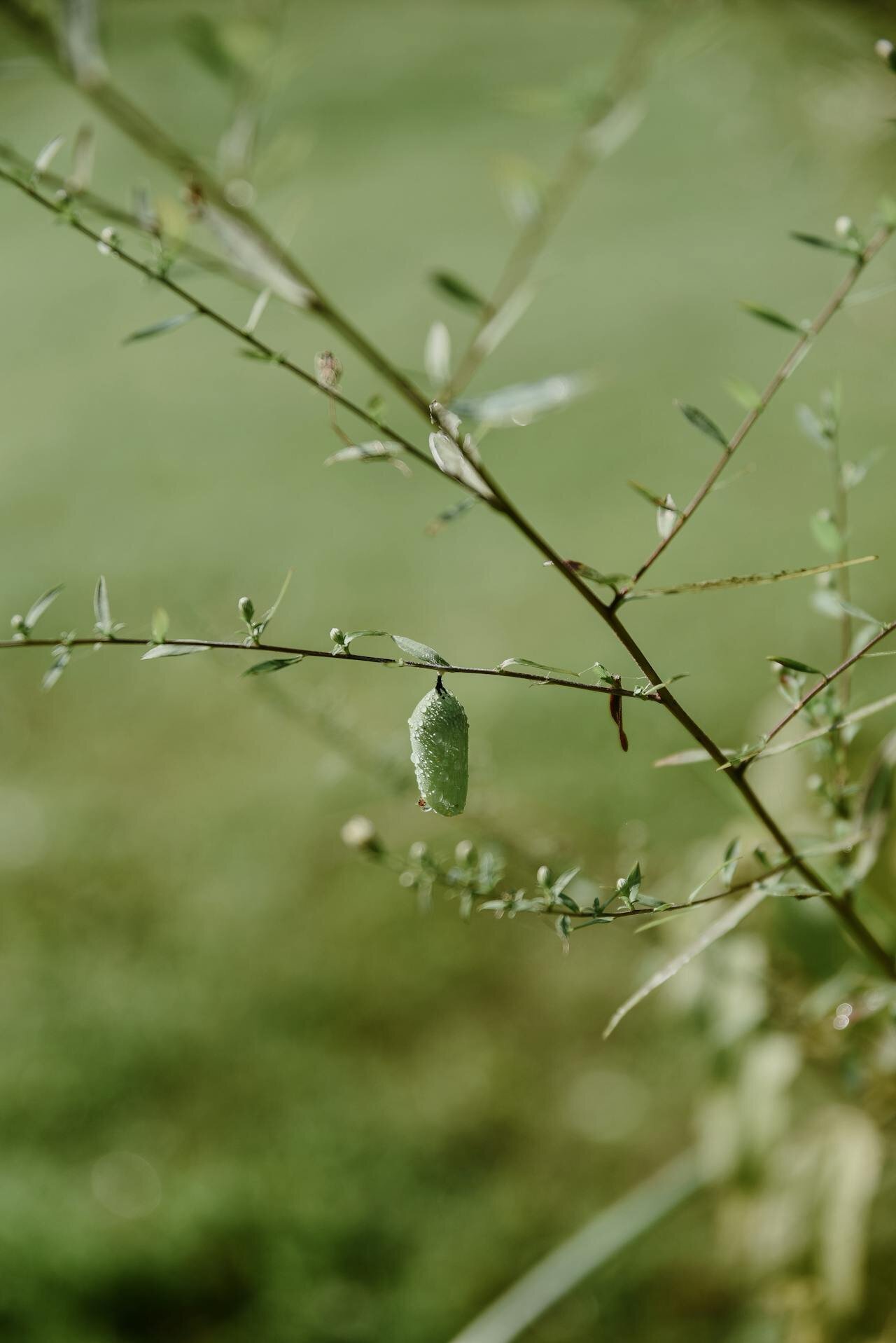 pexels-jhelmuth-13673117