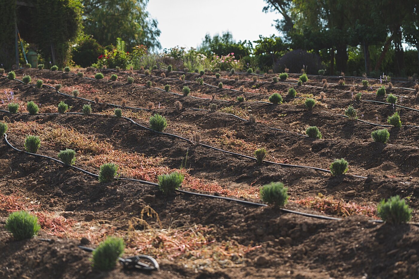 Cort-Mace-Photography-San-Diego-Business-Branding-Temecula-Lavendar-Company-_0019