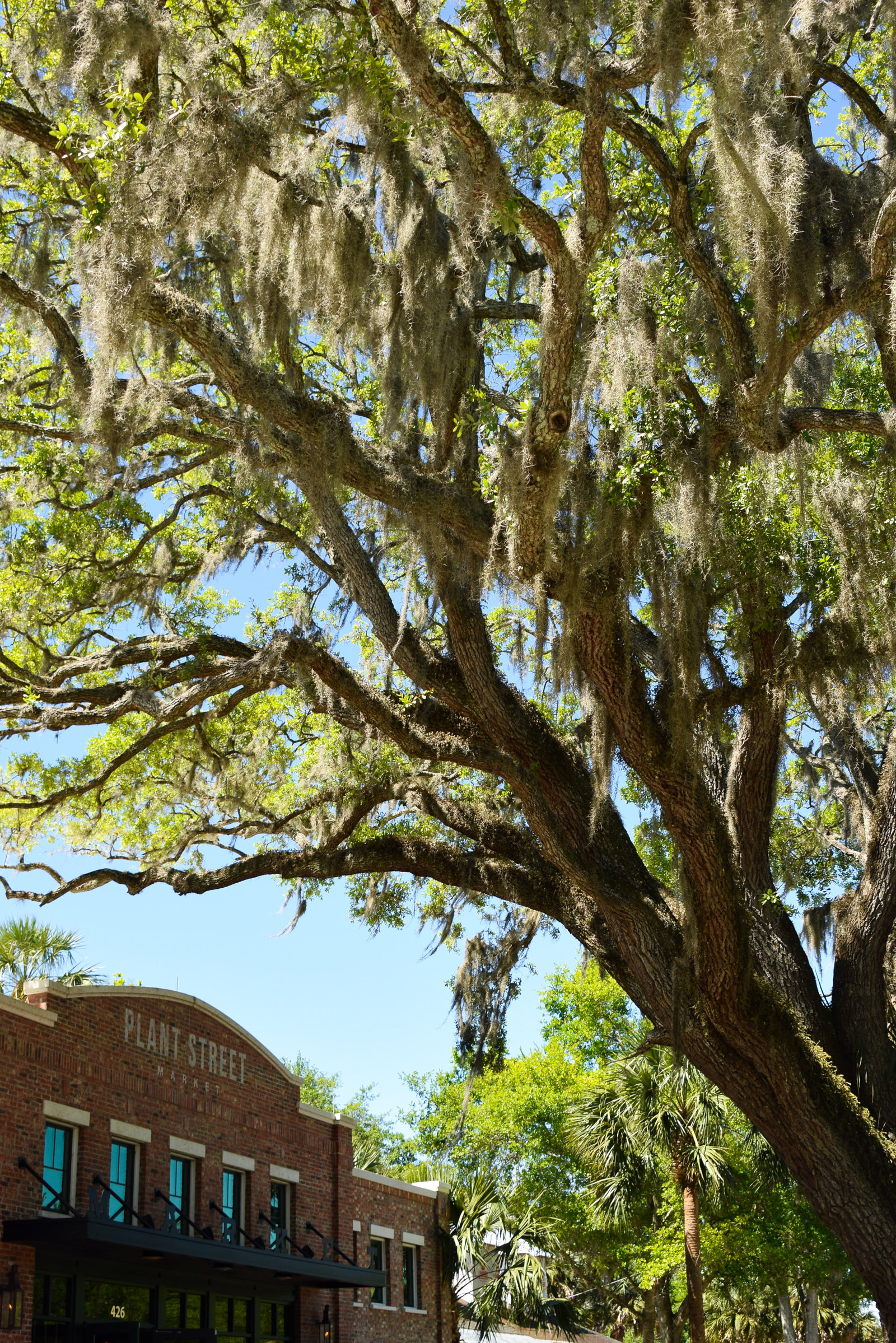 Plant Street Market Winter Garden Florida