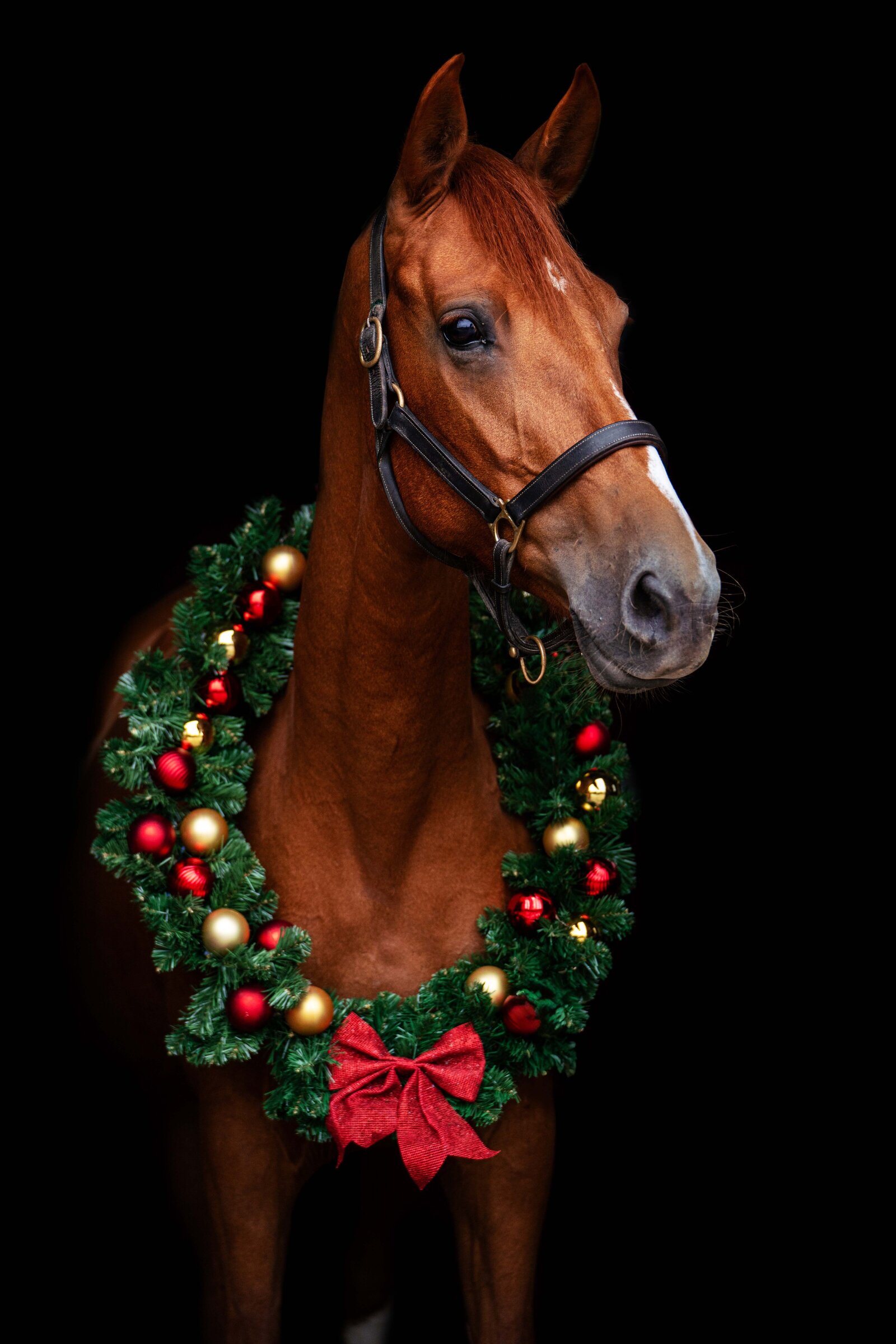 Kerstfoto paard gemaakt door Cheyenne Vlottes (3)