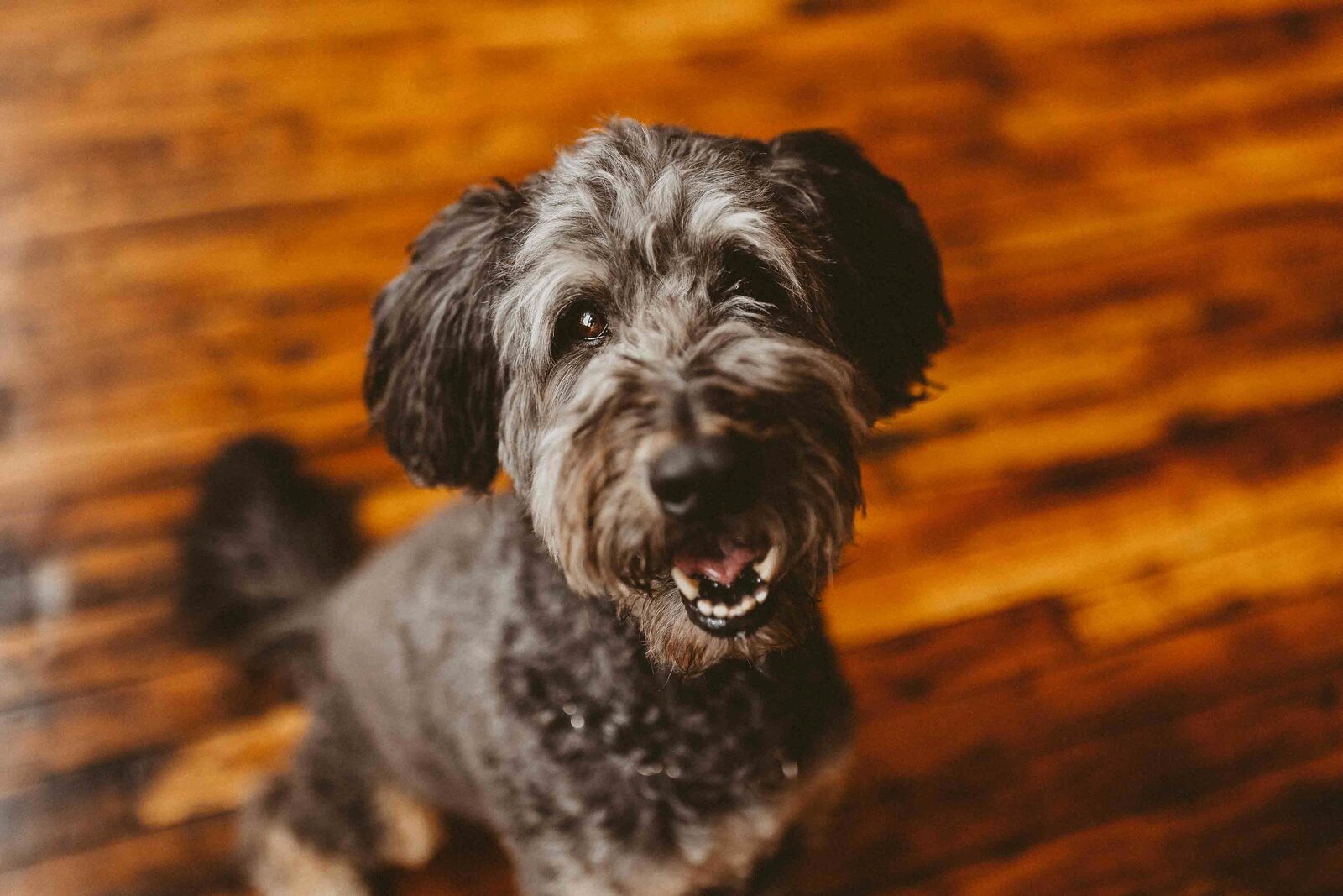 photo of a smiling dog