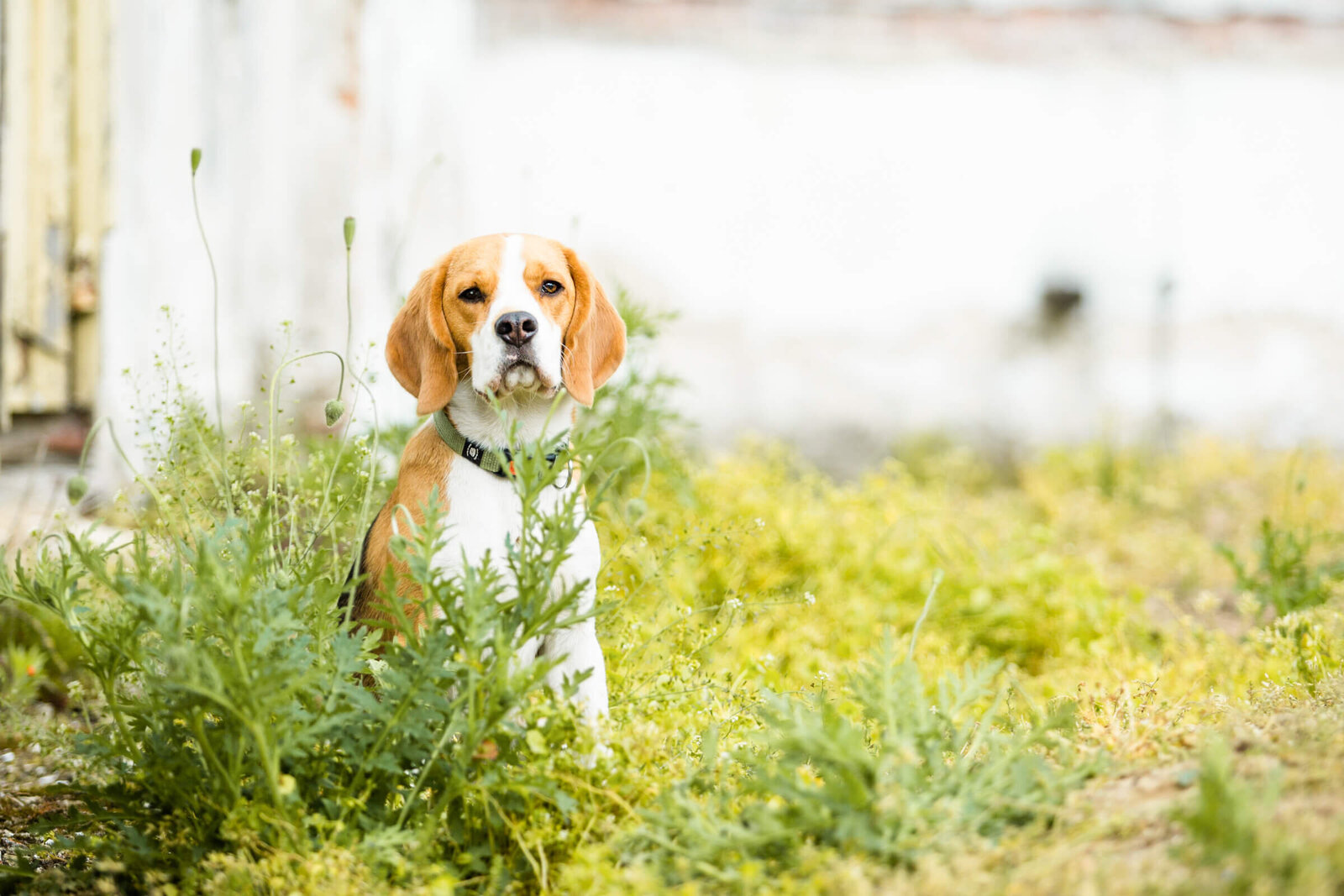 Pretty_paws_honden_fotografie_fotograaf_Den_Bosch_noord_brabant_beagle