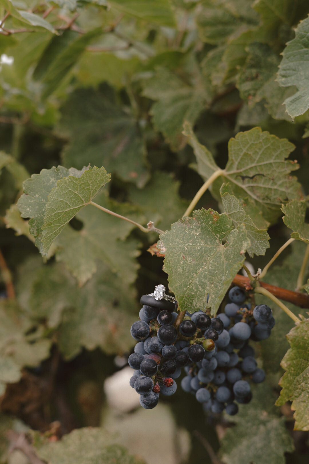 reuben-wedding-teasers-prairie-hill-vineyard-kayxbee-79