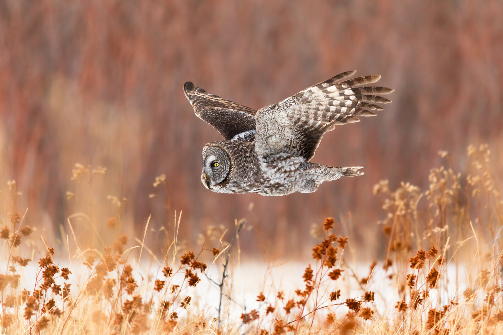 2021-03-10-75A9055-great-gray-owl-Edit