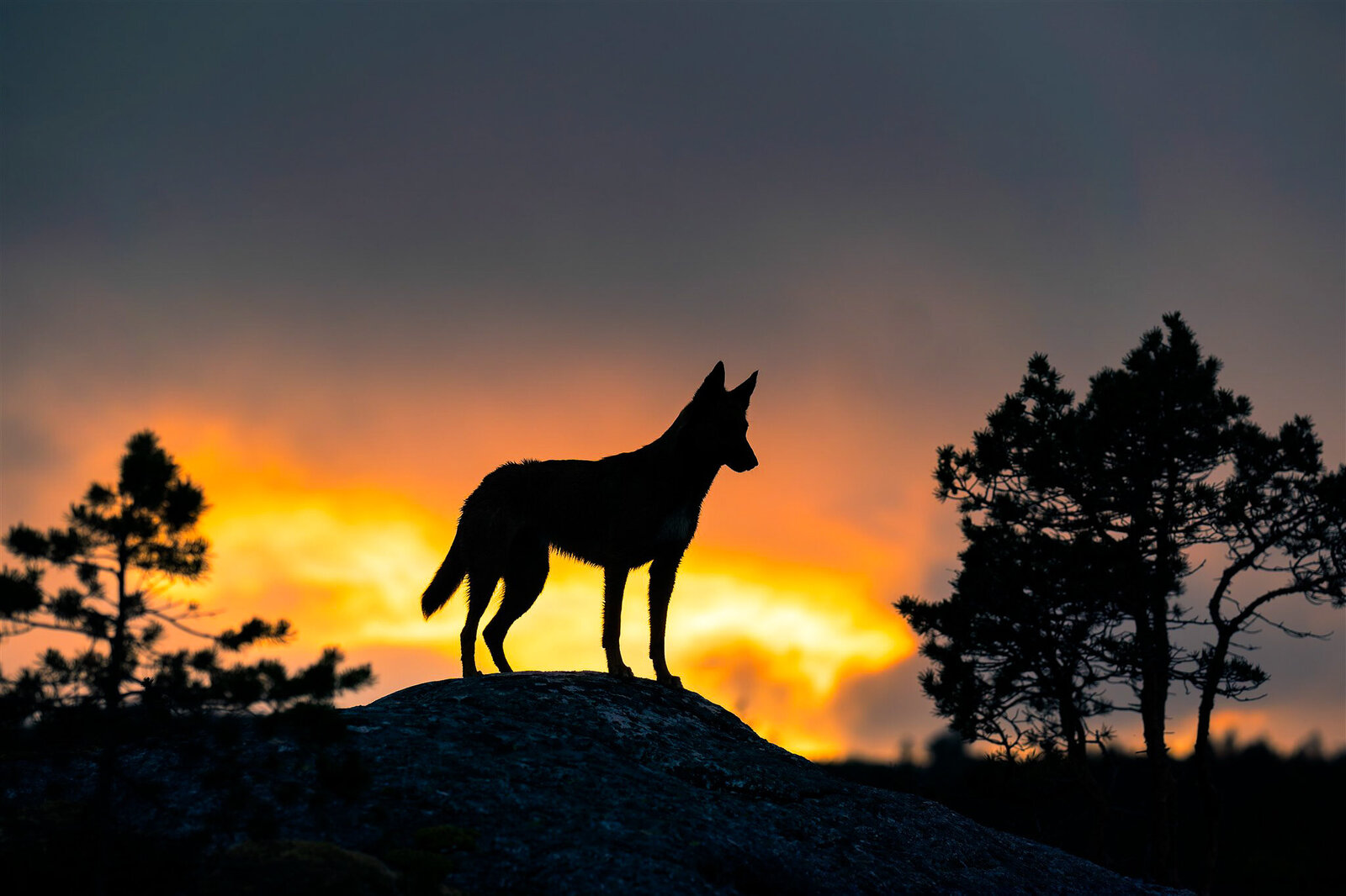 _A732838-Forbedret-NR-2