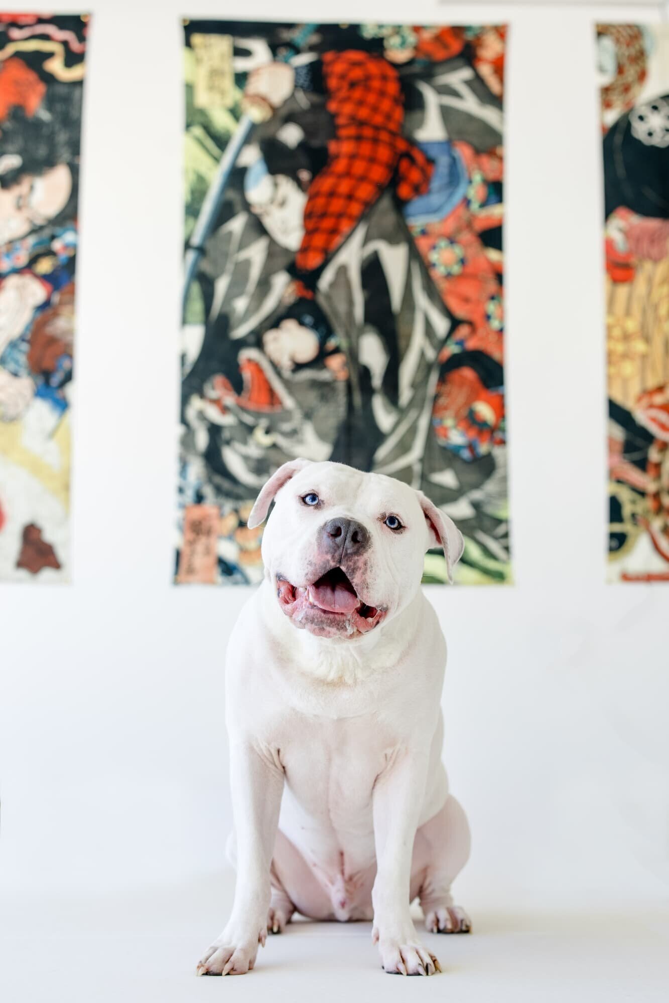 Commercial Dog Photography - The Beloved Pup Photo Studio 2