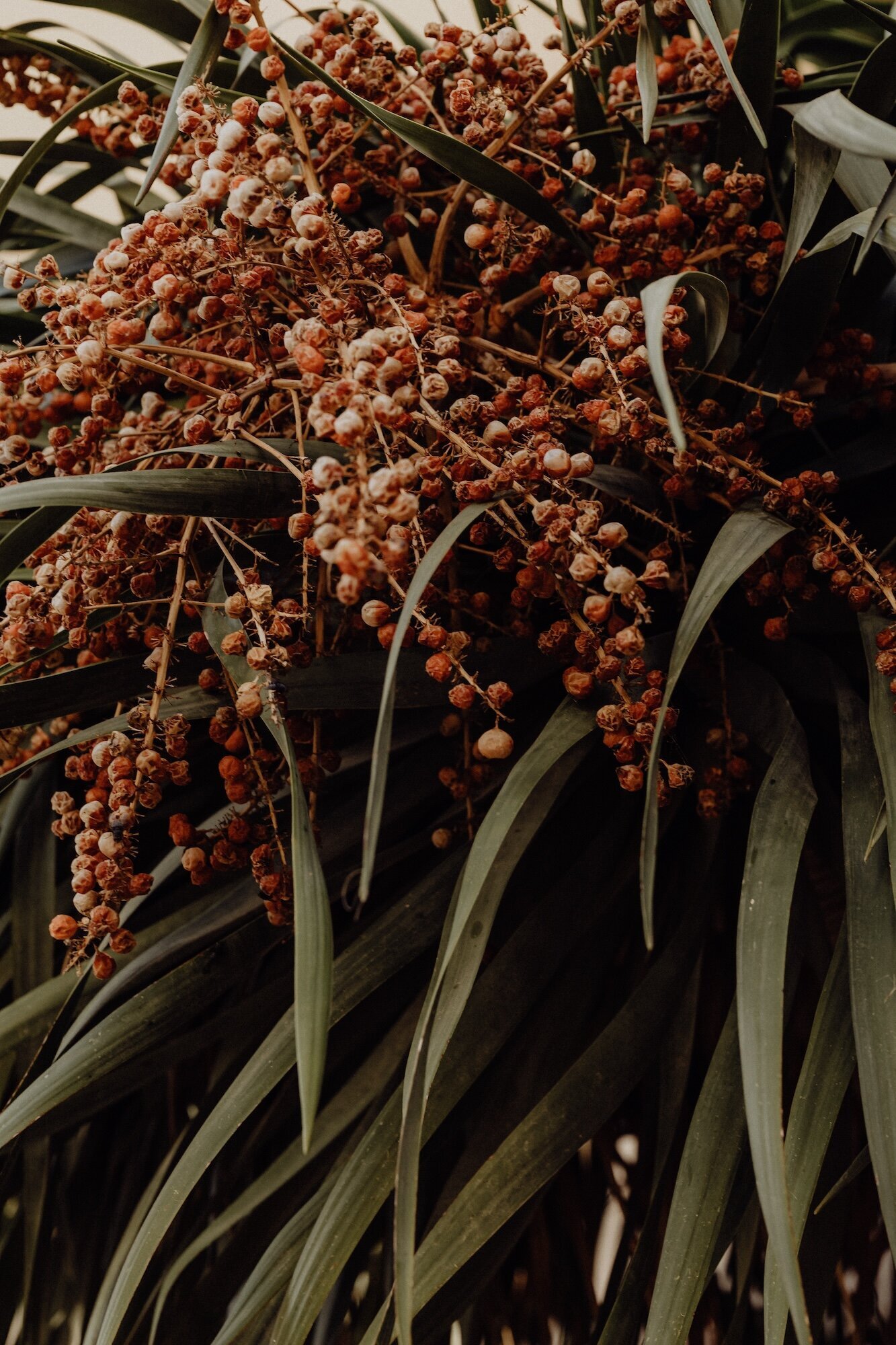 kaboompics_tropical-vibes-of-malta-a-collection-of-palms-cacti-and-succulents-perfect-for-backgrounds-31294