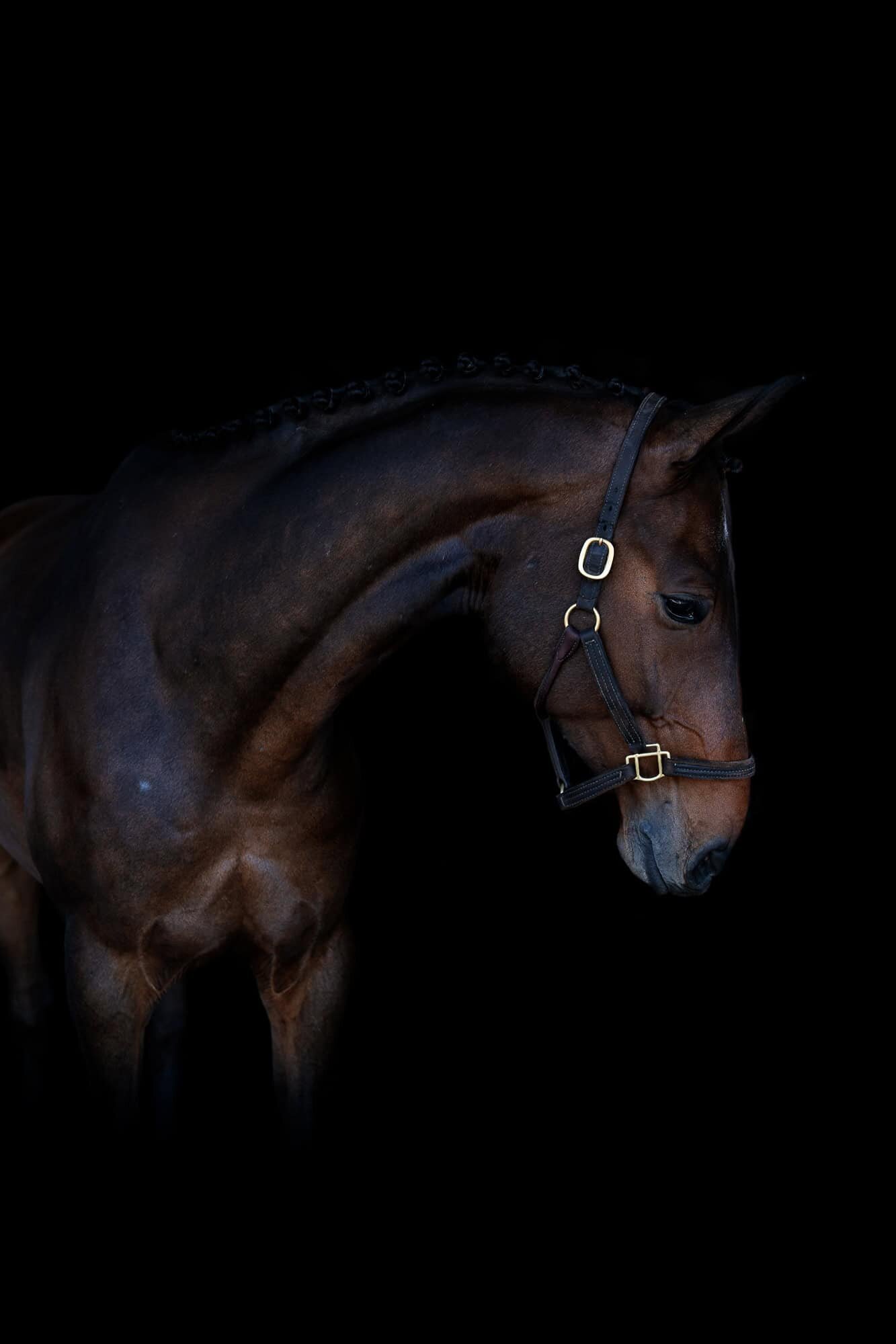 black-background-equine-horse-photography-ocala-lakeland-photographer-19