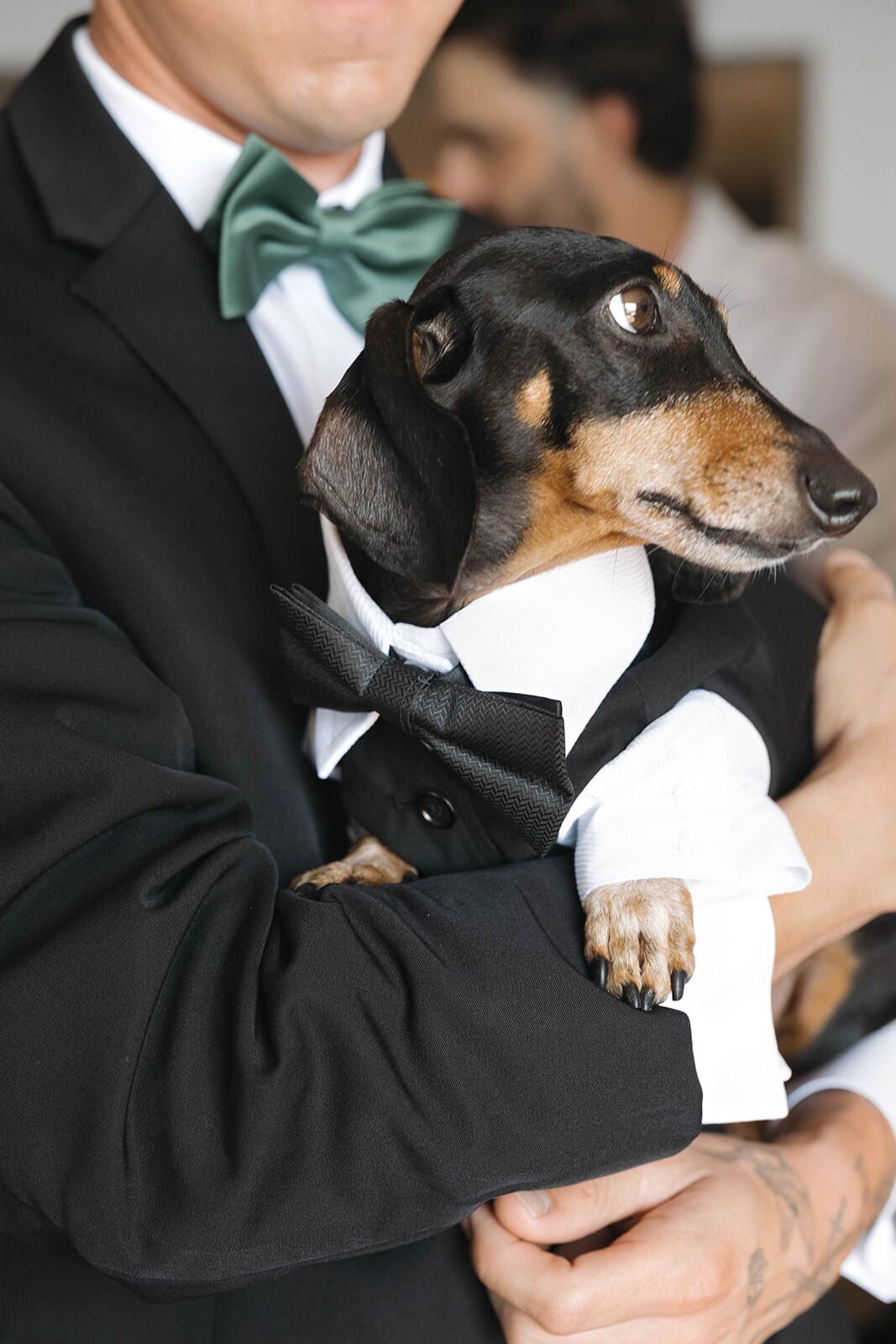 Dachshund in a tiny tuxedo held by the groom