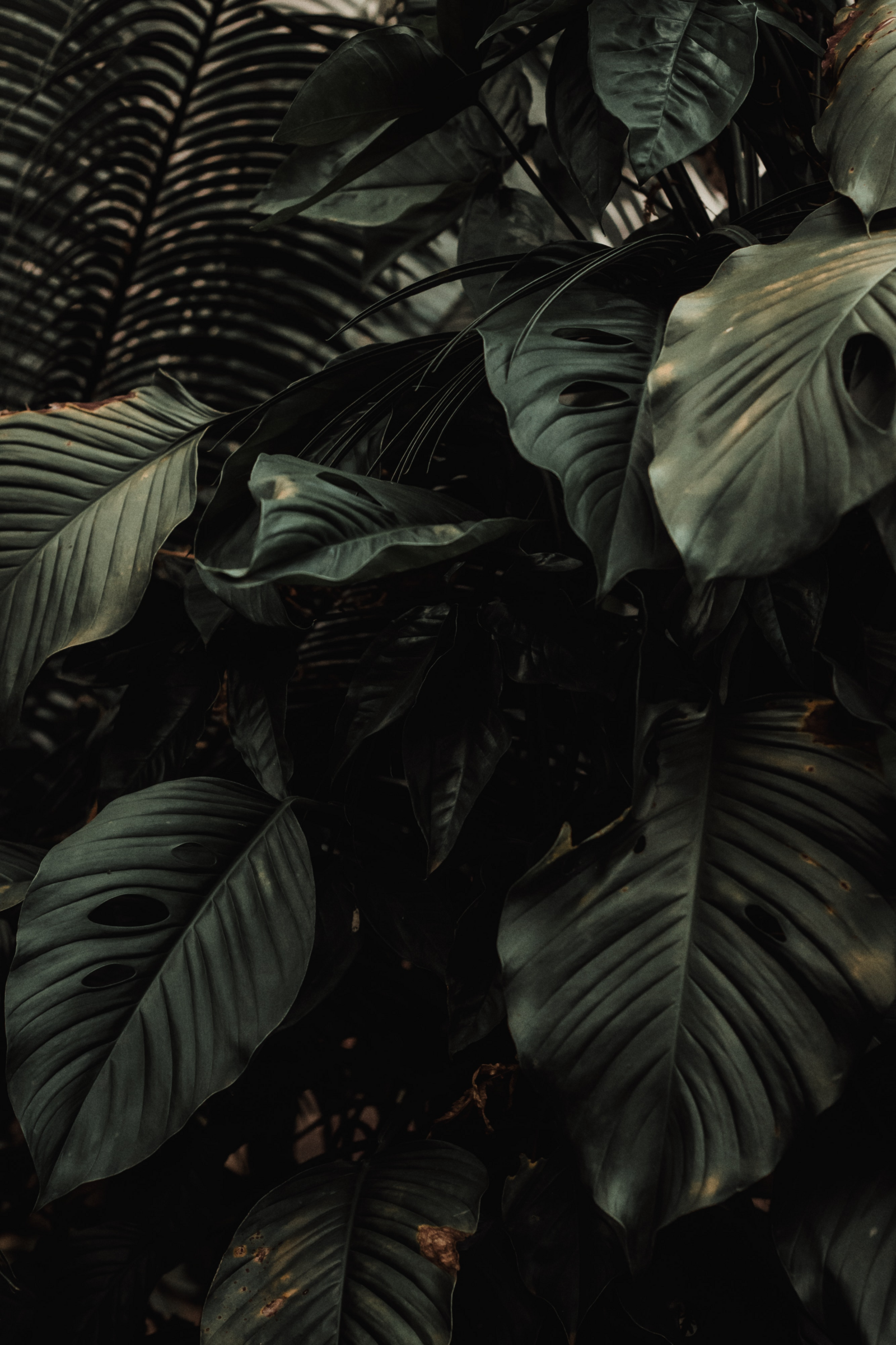 dark-jungle-leaves