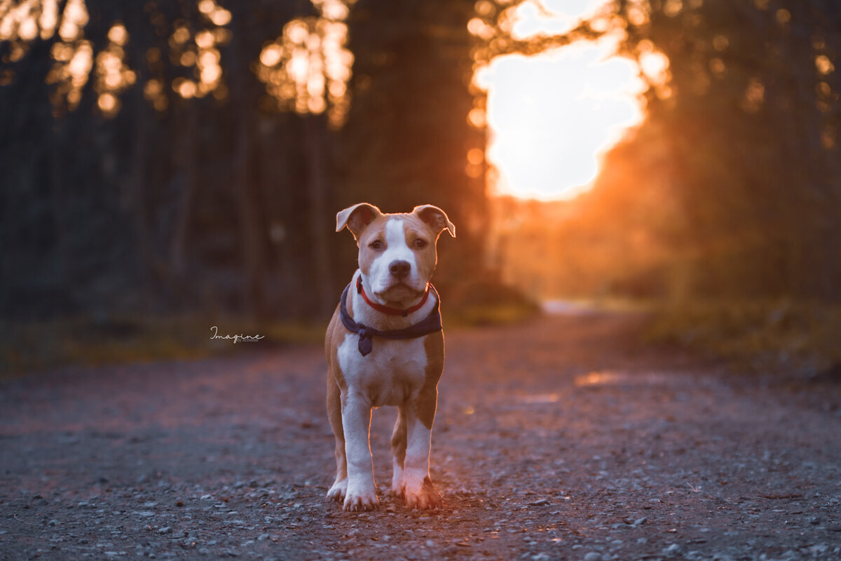 hondenfotograaf