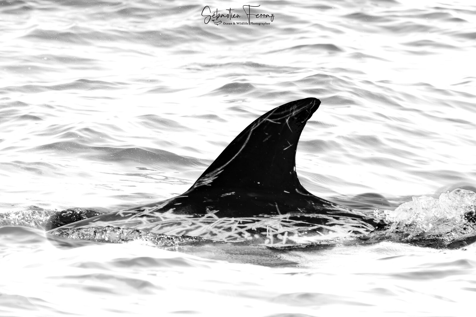 IMG_2587-Avec accentuation-Bruit