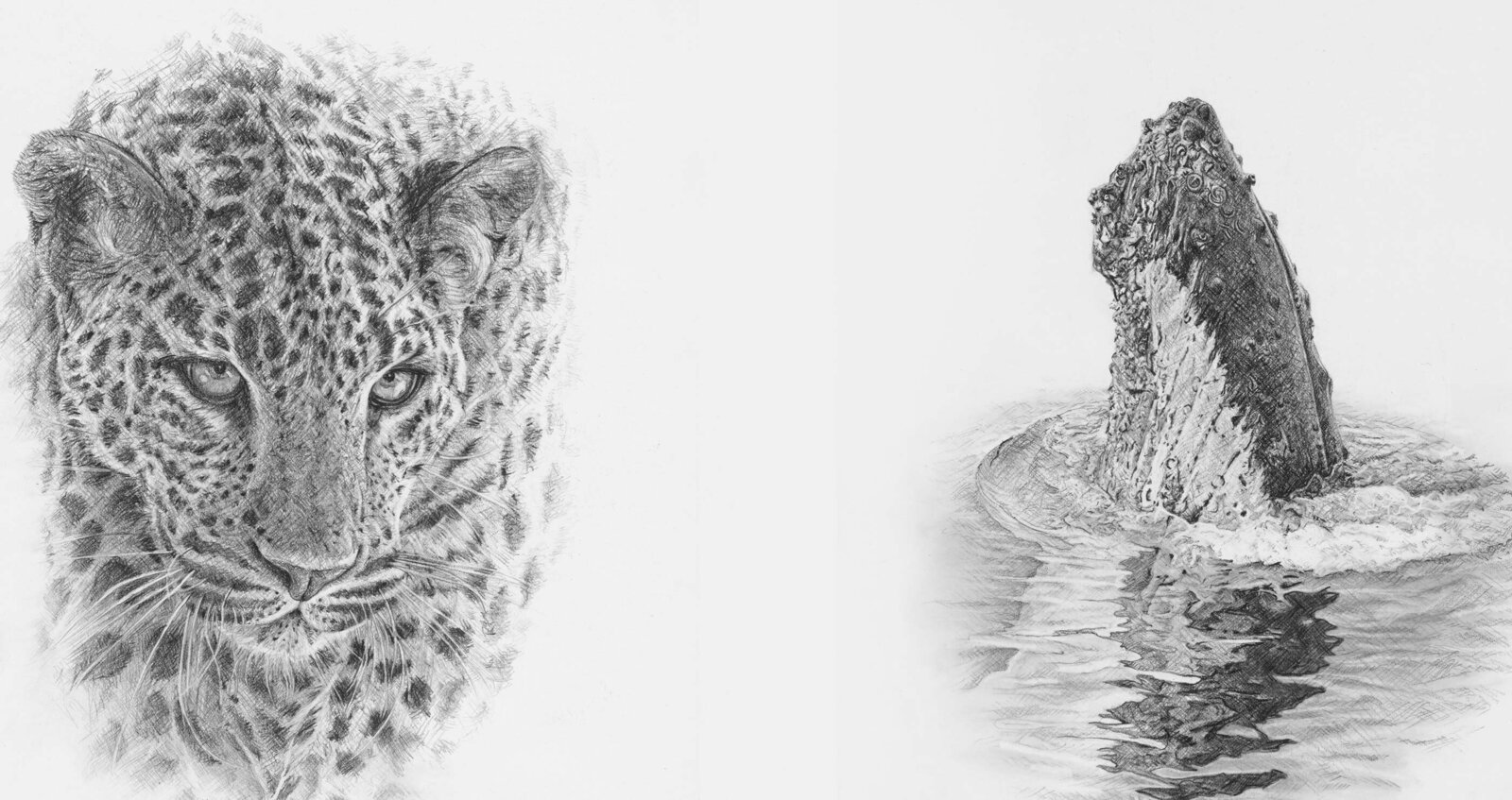 Townsend's leopard and whale graphite drawings