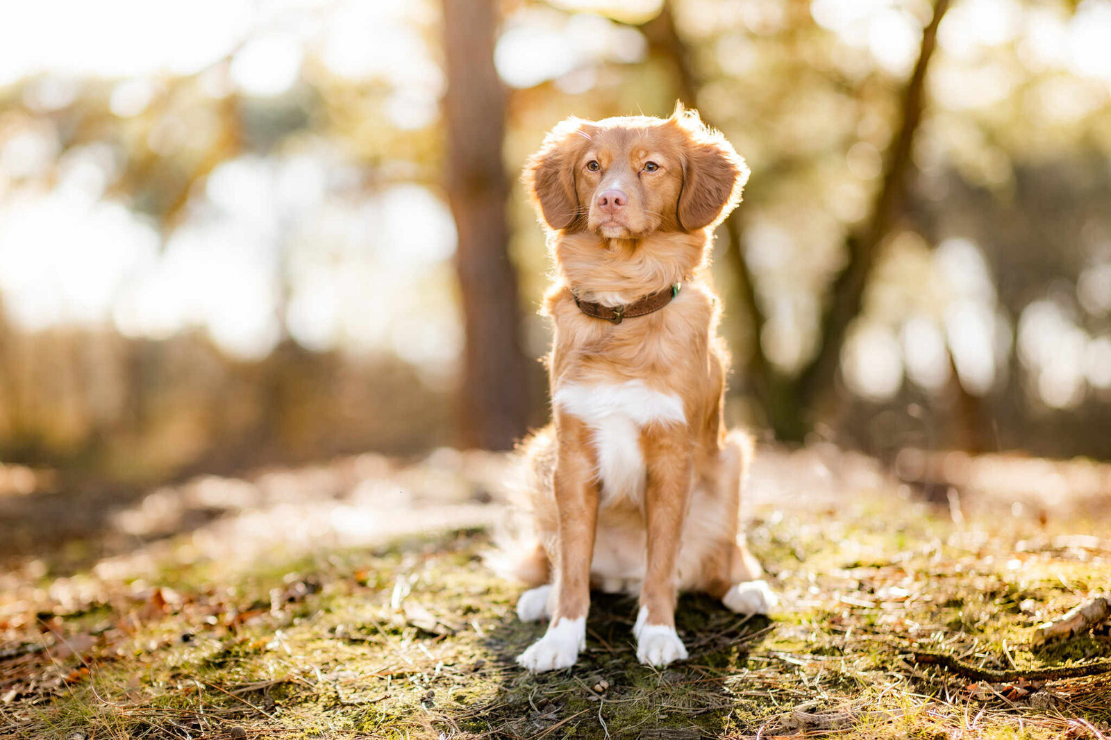 002_20230226_Pretty_Paws_honden_fotografie_Toller_Saar_LR