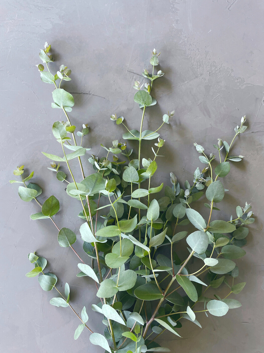 Eucalytpus-Sweet-Peas-Flower-Farm-05