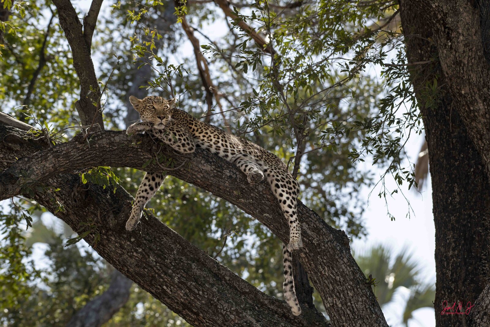 2022 Leopard (1)