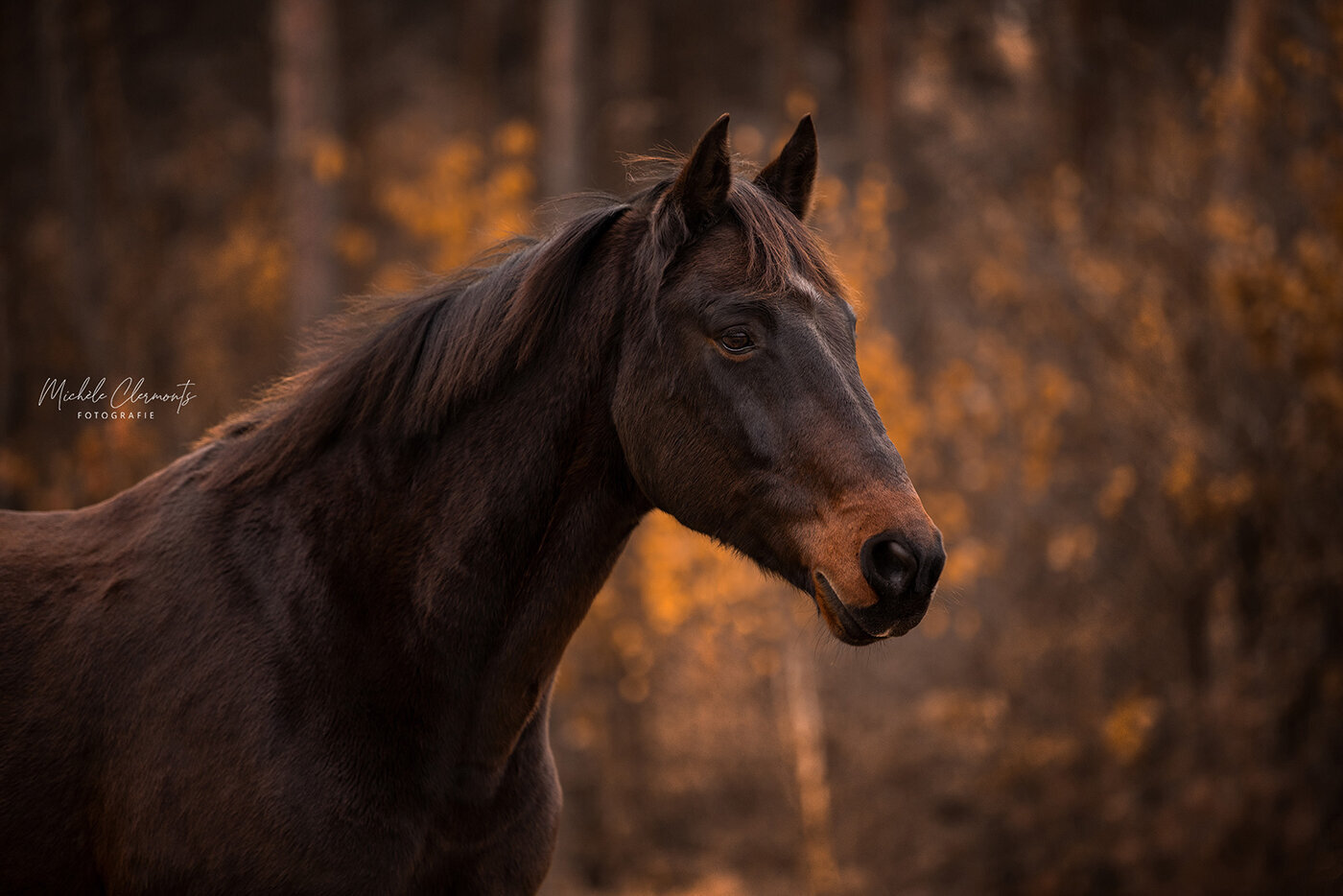 DSC_9292-paardenfotografie-michèle clermonts fotografie-low