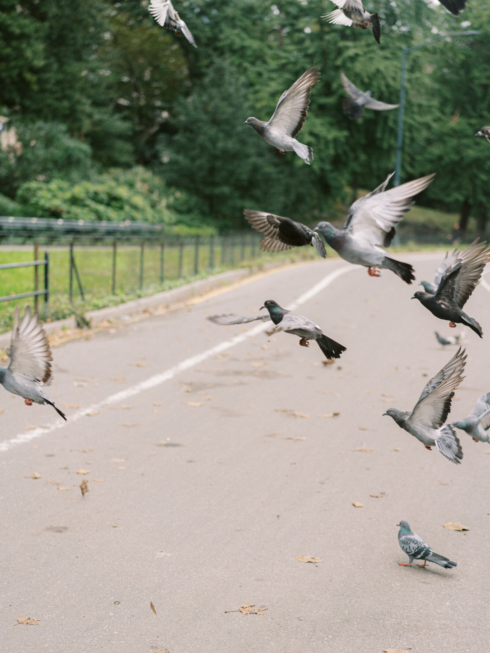 new-york-central-park