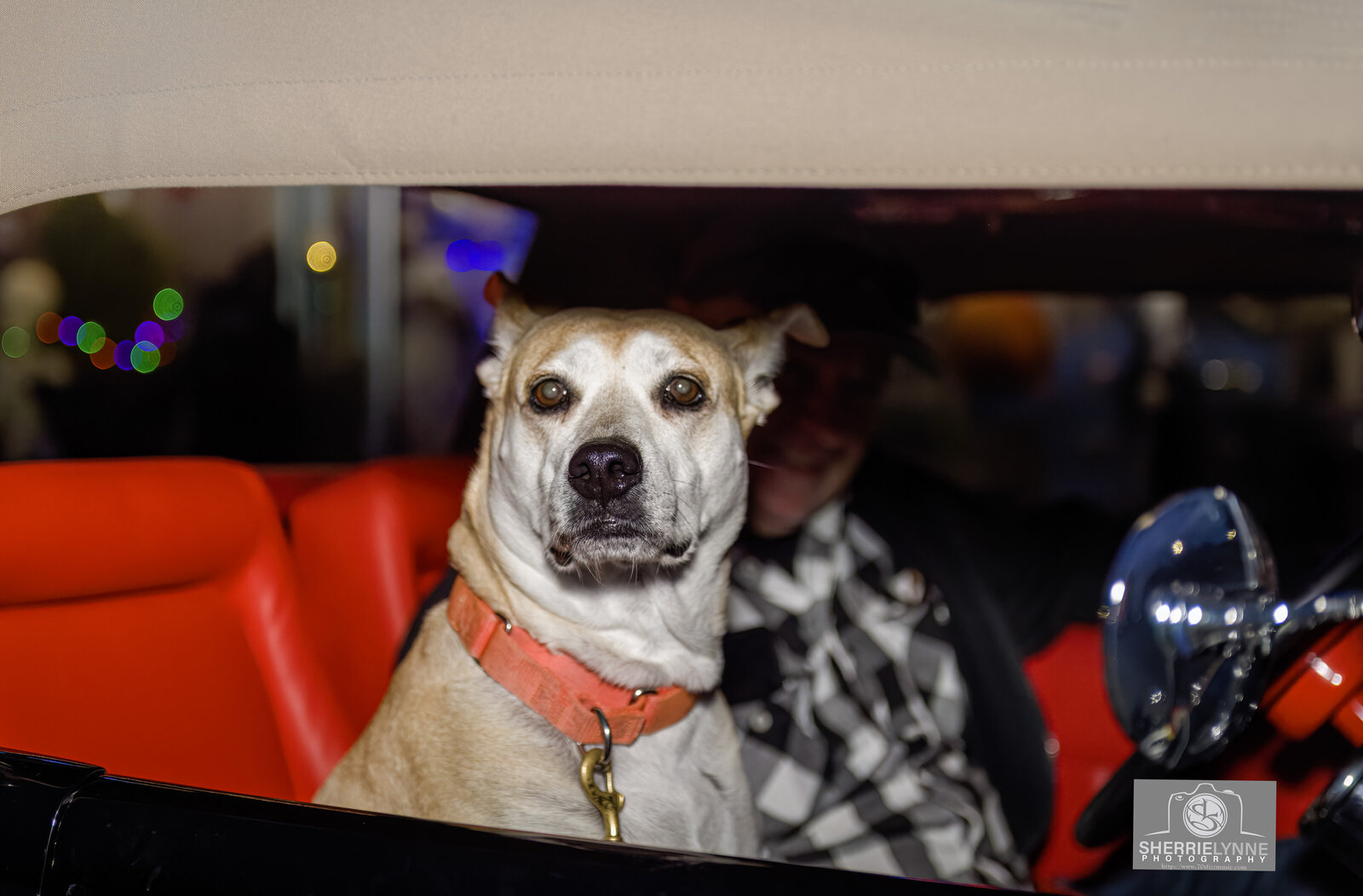 DSC_2739-Doggie copy